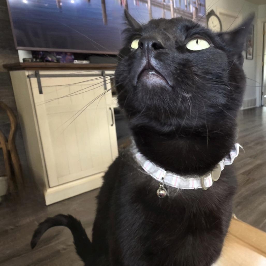 Enlarge Marvin, a Adoptable Domestic Short Hair in Layton, UT image 6/6