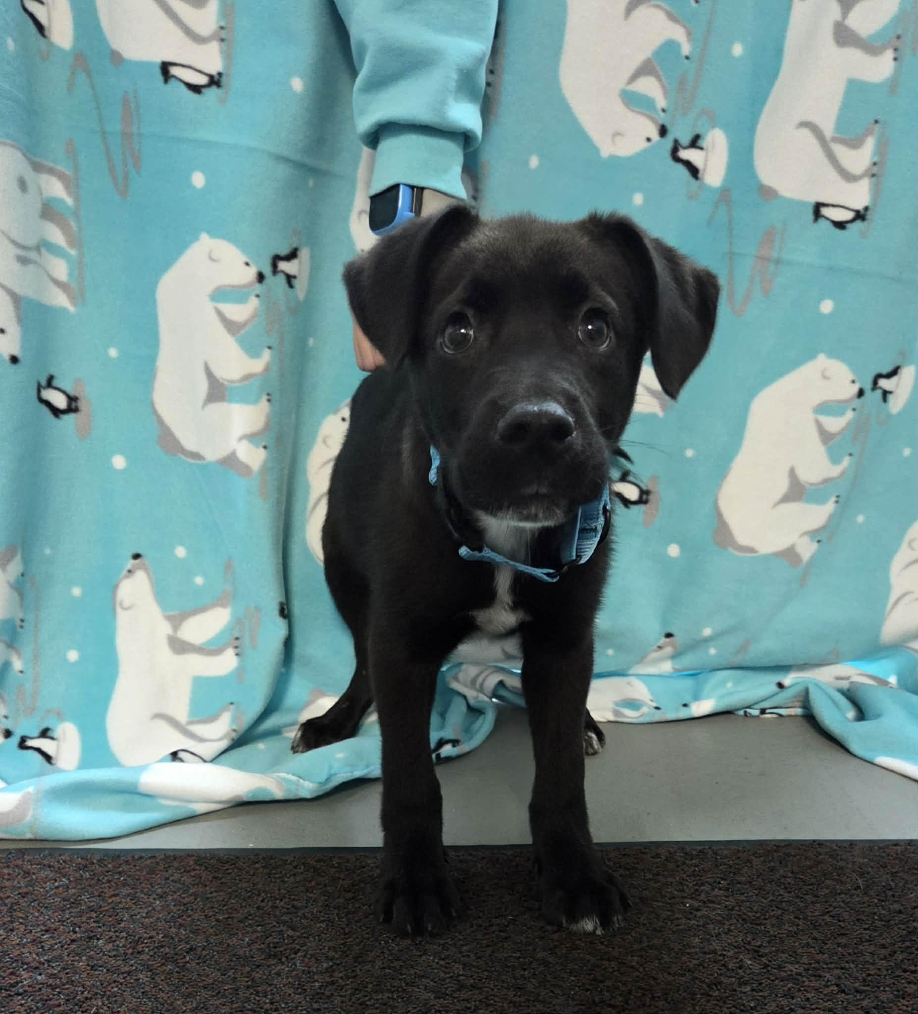 Enlarge Caterpillar the retriever mix puppy, a Adoptable mixed breed in Muskego, WI image 3/6