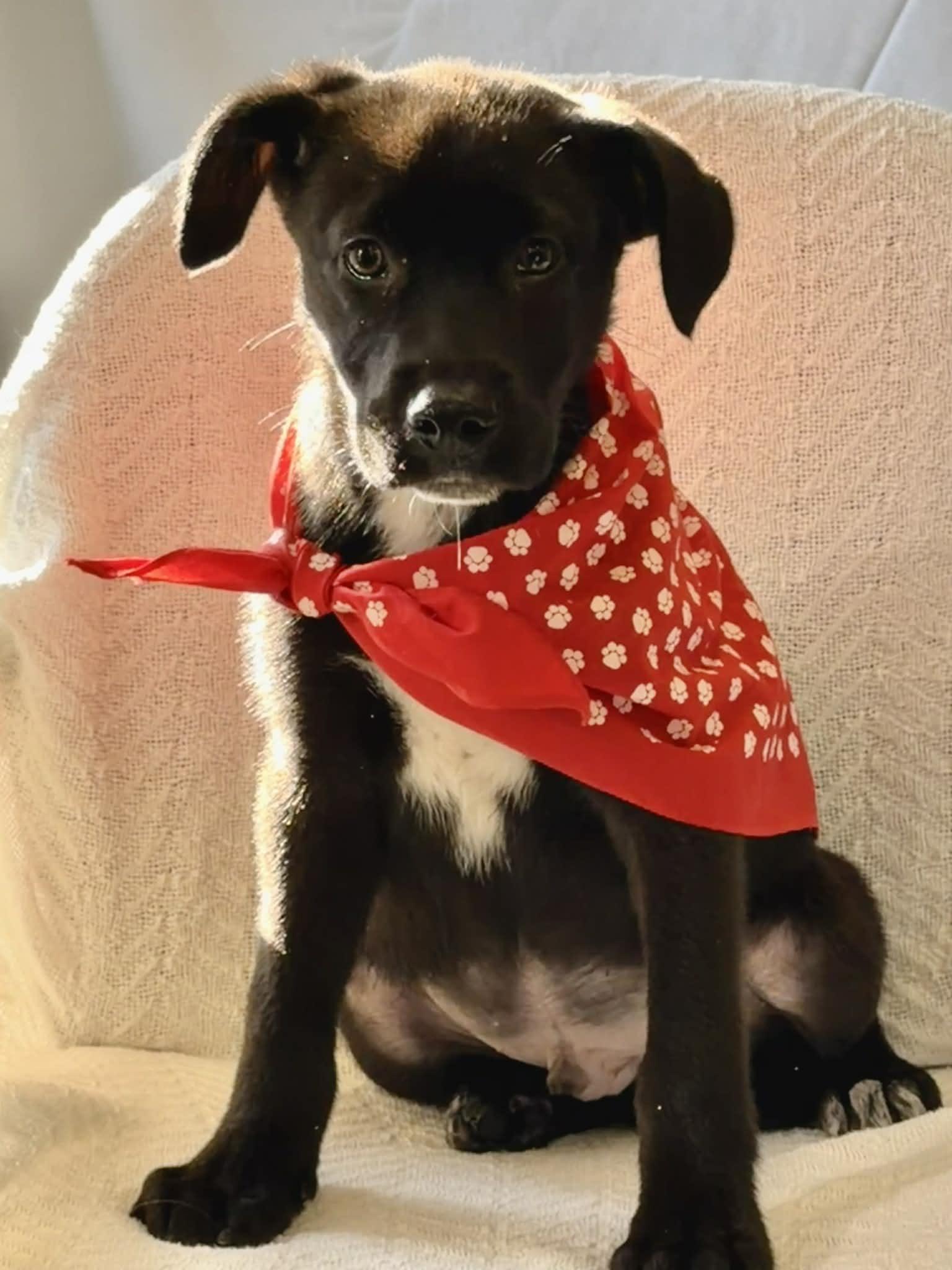 Caterpillar the retriever mix puppy, Adoptable, Puppy Male Labrador Retriever & Retriever.