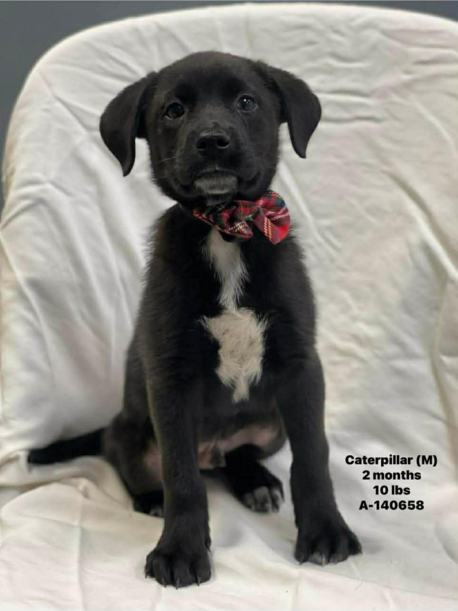 Enlarge Caterpillar the retriever mix puppy, a Adoptable mixed breed in Muskego, WI image 5/6