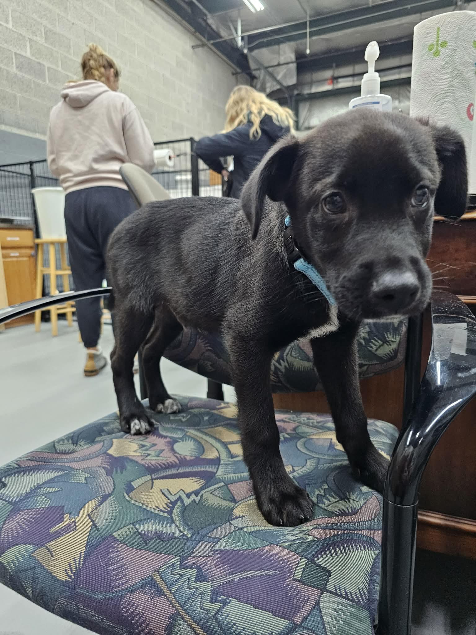 Enlarge Caterpillar the retriever mix puppy, a Adoptable mixed breed in Muskego, WI image 4/6