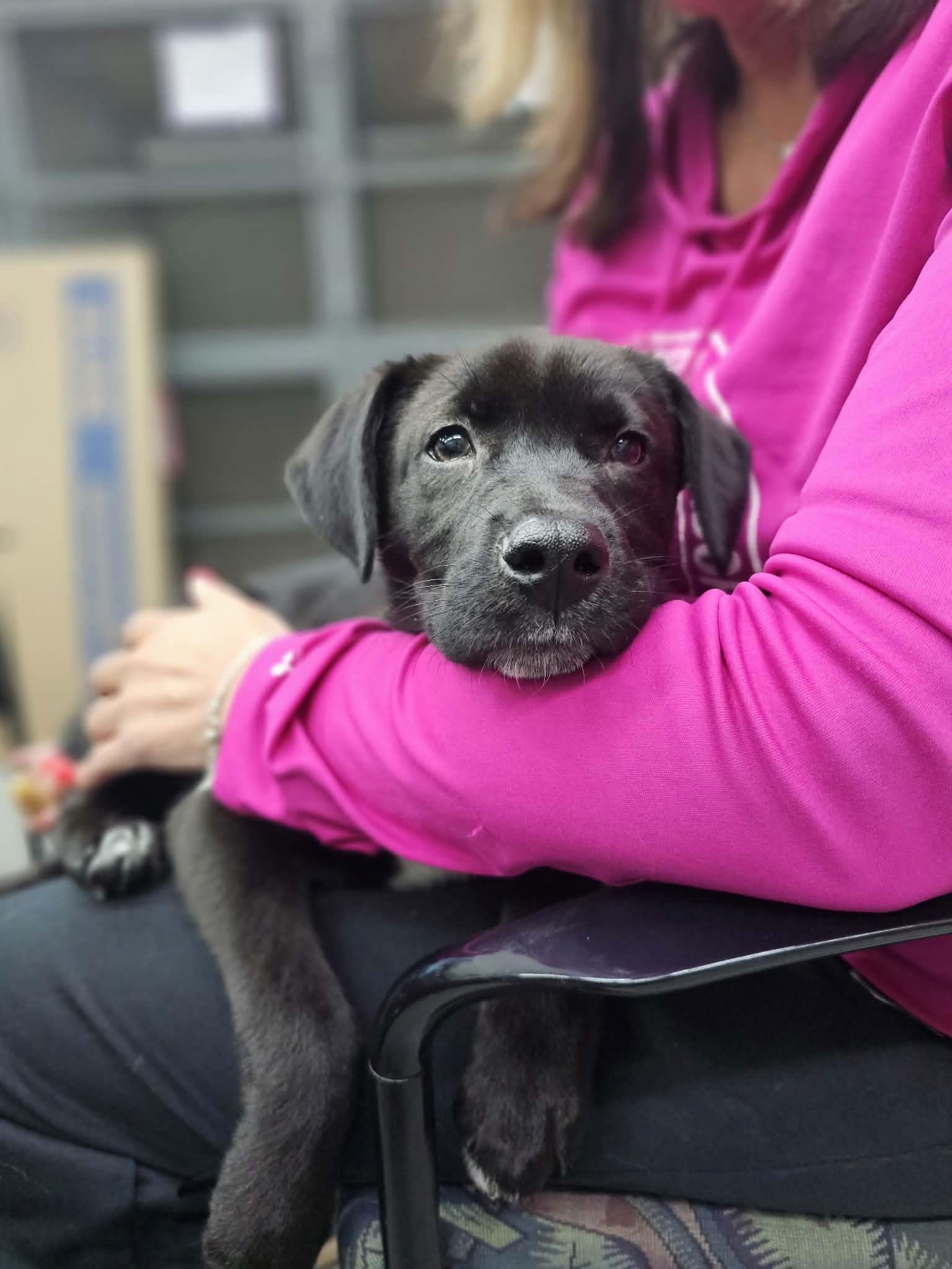 Enlarge Caterpillar the retriever mix puppy, a Adoptable mixed breed in Muskego, WI image 6/6