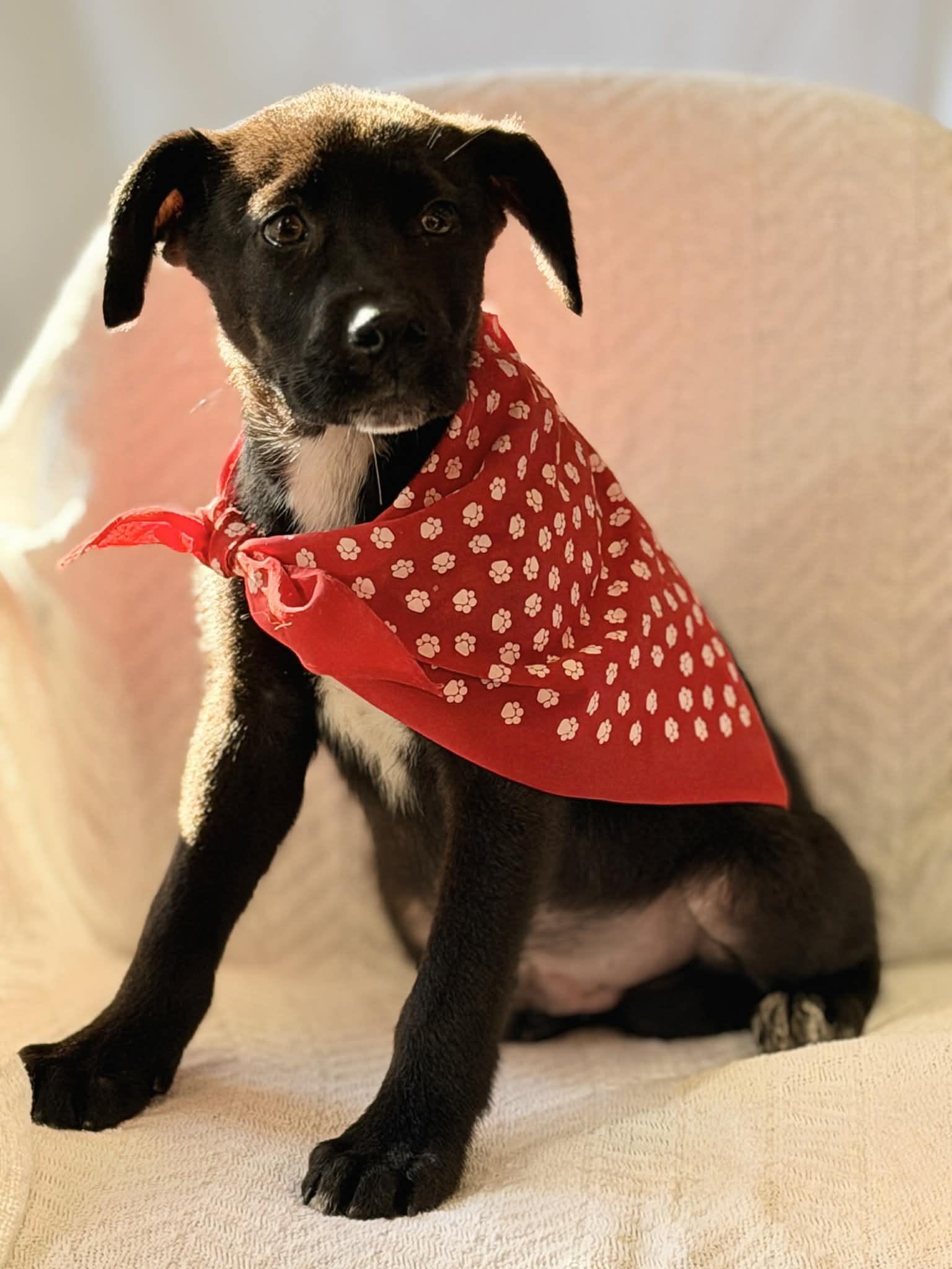 Enlarge Caterpillar the retriever mix puppy, a Adoptable mixed breed in Muskego, WI image 2/6