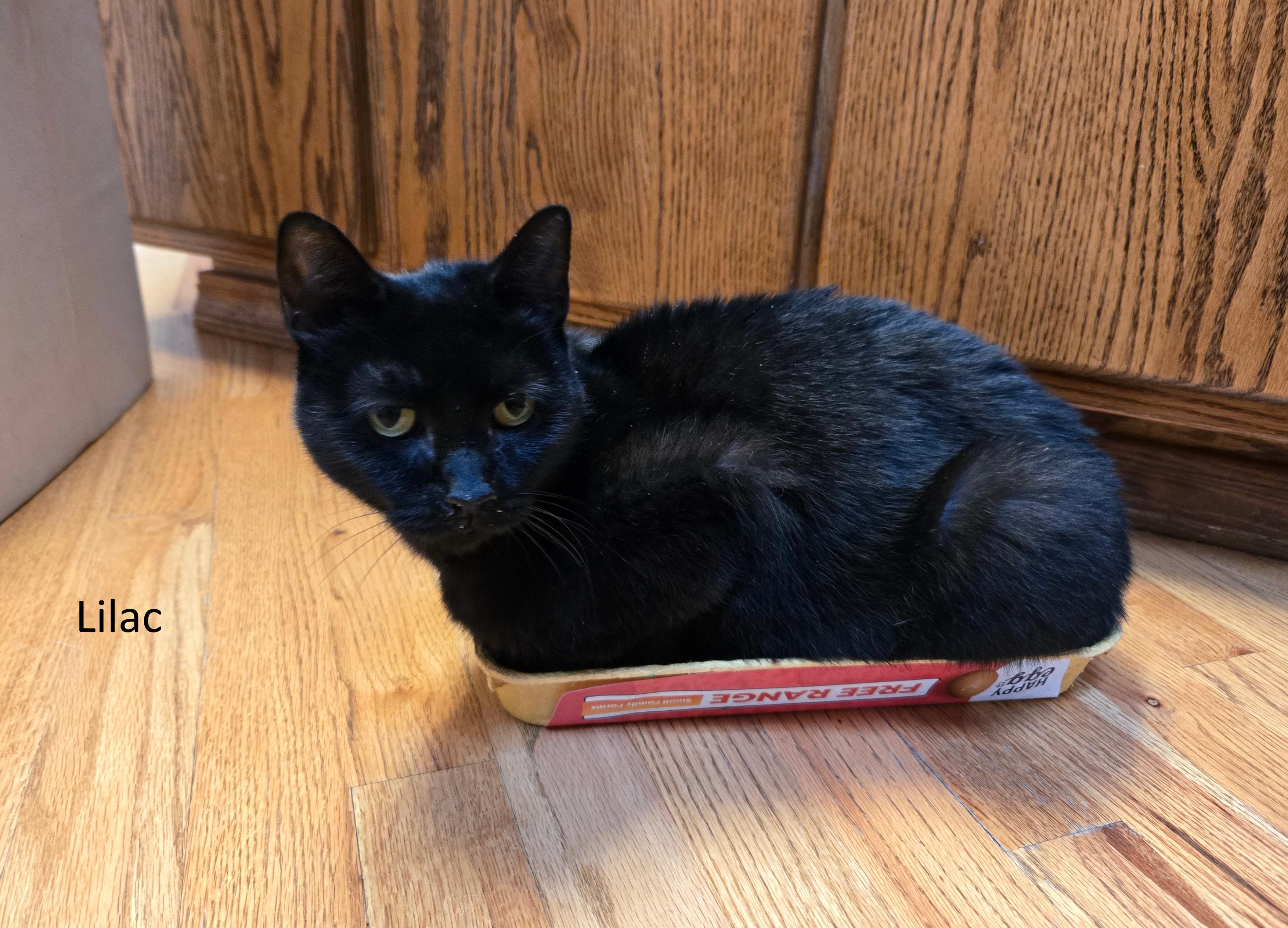 Lilac, an adoptable Domestic Short Hair in Pasco, WA, 99301 | Photo Image 1