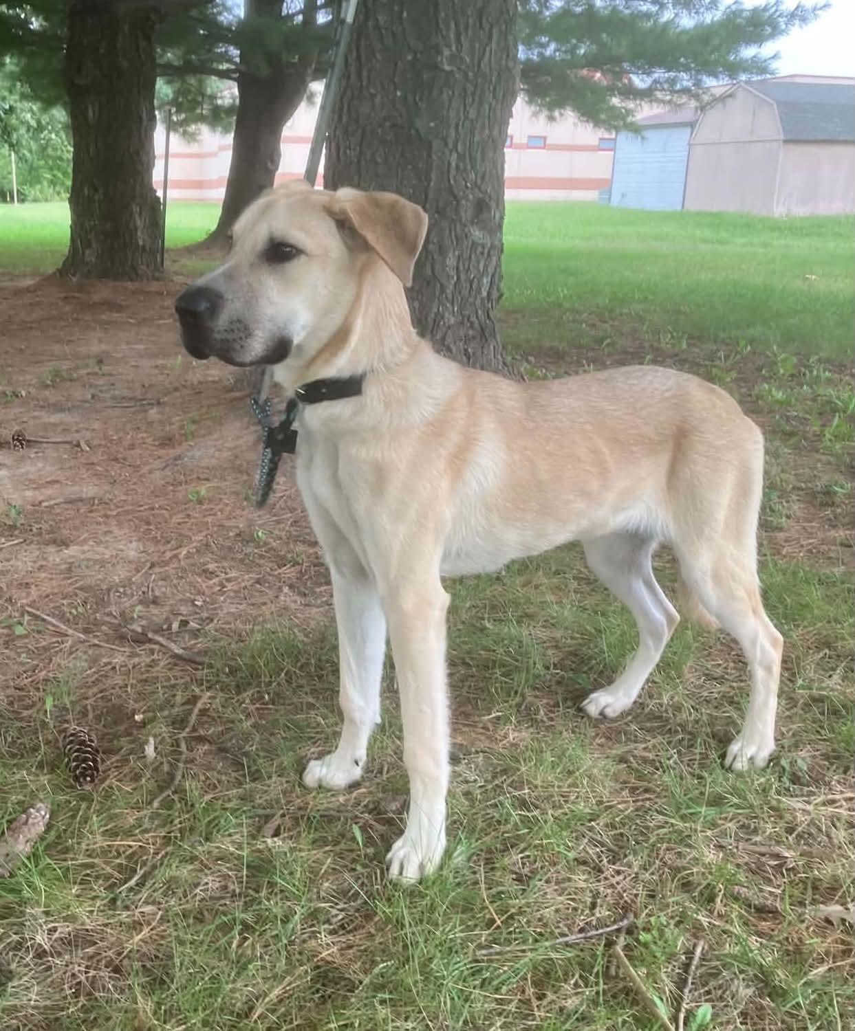 Enlarge Stephanie, a Adopted mixed breed in Springfield, IL image 2/4