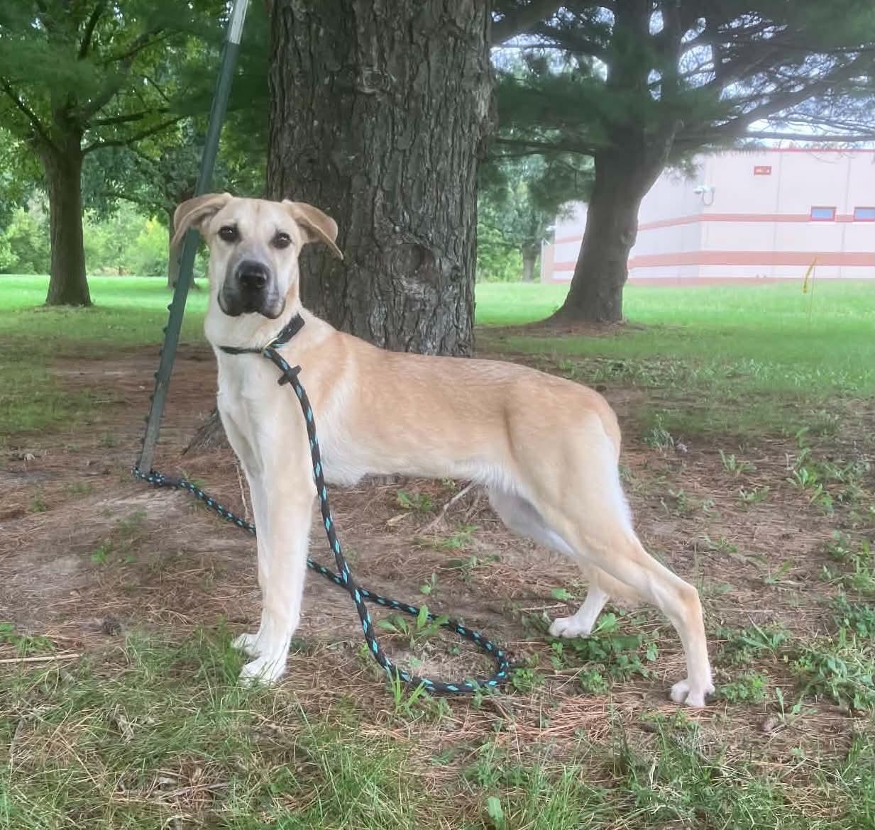 Enlarge Stephanie, a Adopted mixed breed in Springfield, IL image 4/4
