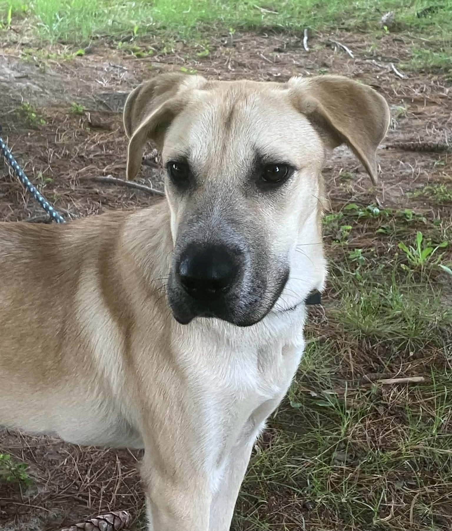 Enlarge Stephanie, a Adopted mixed breed in Springfield, IL image 1/4