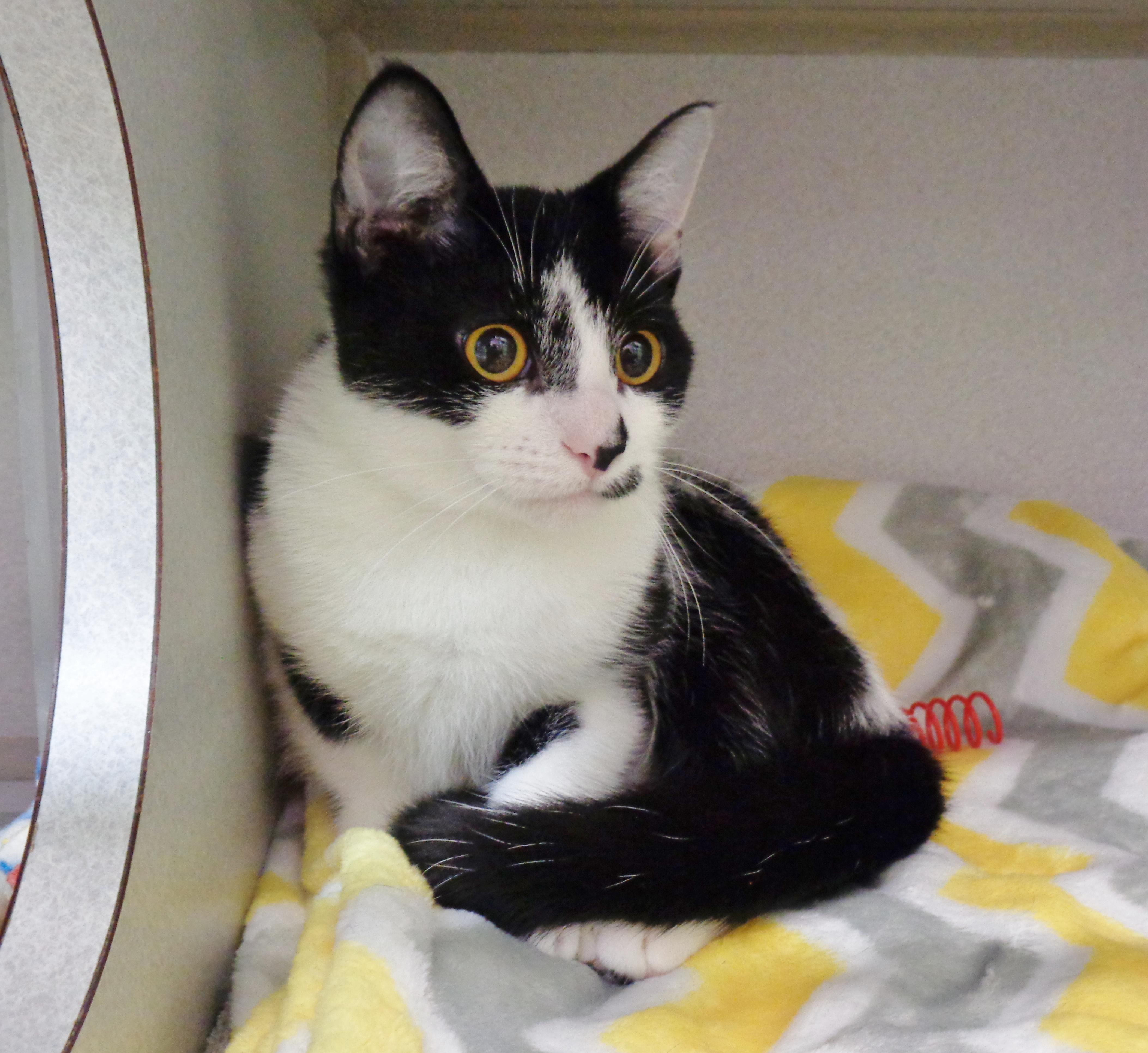 Enlarge ROSEMARY, an adopted Domestic Short Hair in Delhi, NY image 3/6