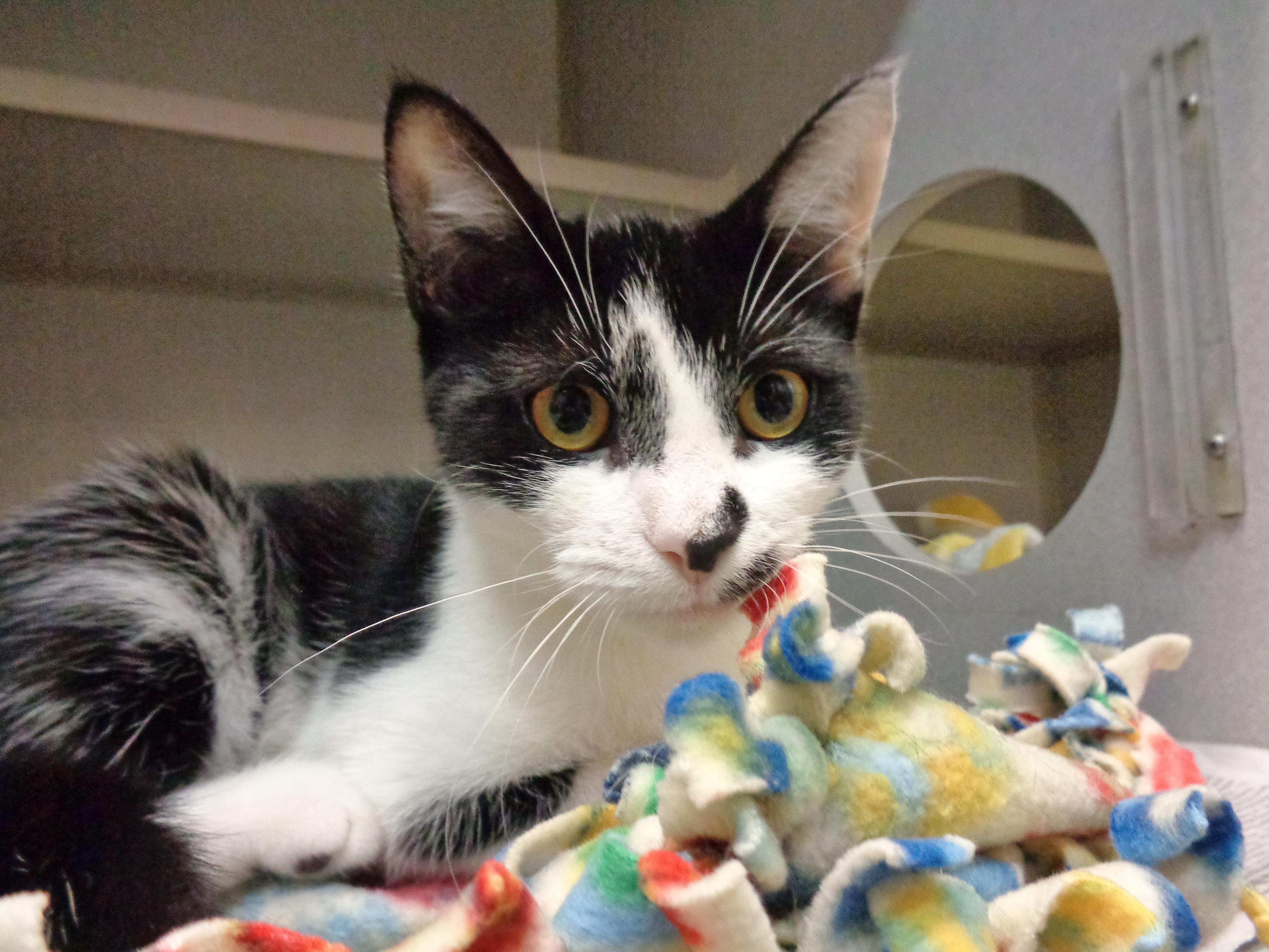 ROSEMARY, adopted, Kitten Female Domestic Short Hair.