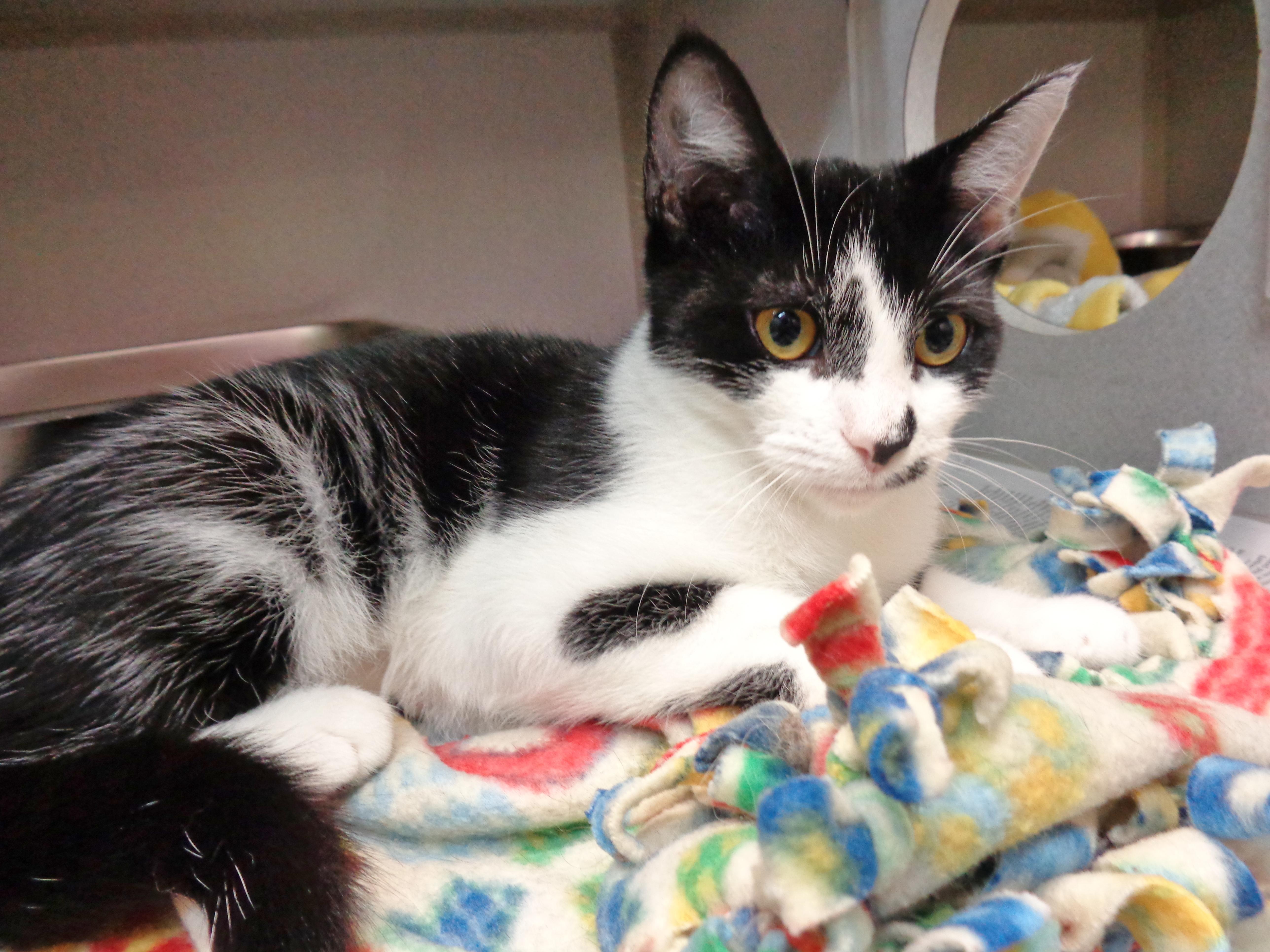 Enlarge ROSEMARY, an adopted Domestic Short Hair in Delhi, NY image 2/6