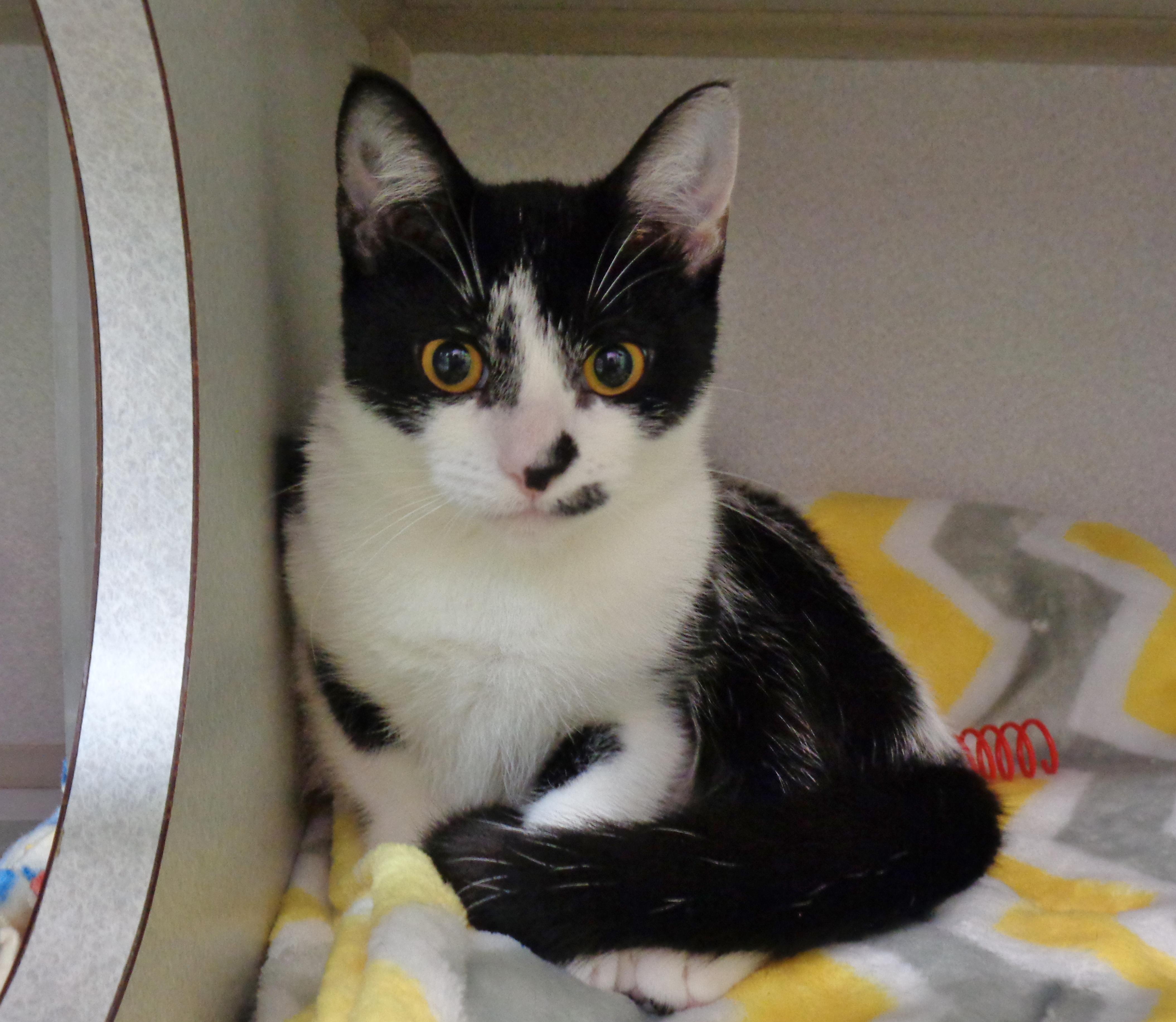 Enlarge ROSEMARY, an adopted Domestic Short Hair in Delhi, NY image 5/6