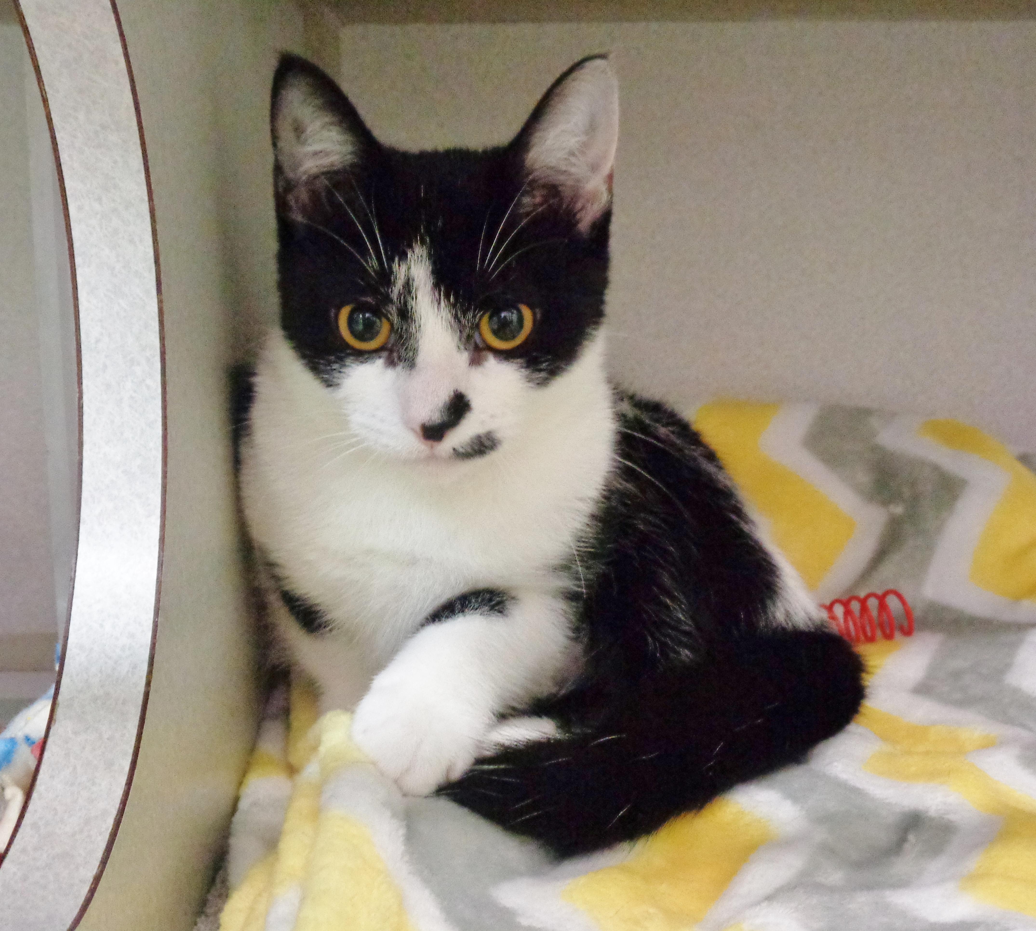 Enlarge ROSEMARY, an adopted Domestic Short Hair in Delhi, NY image 6/6