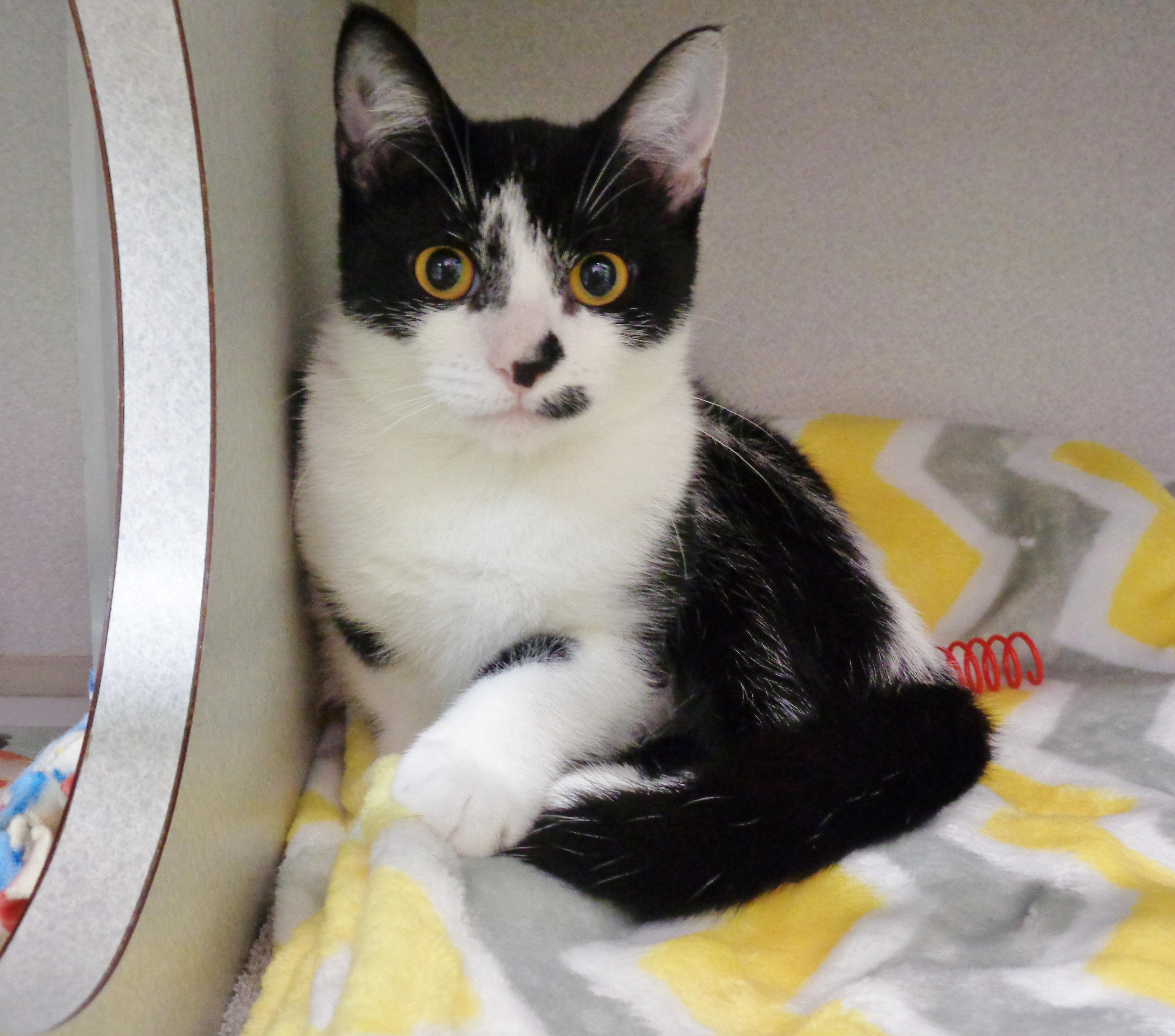 Enlarge ROSEMARY, an adopted Domestic Short Hair in Delhi, NY image 4/6
