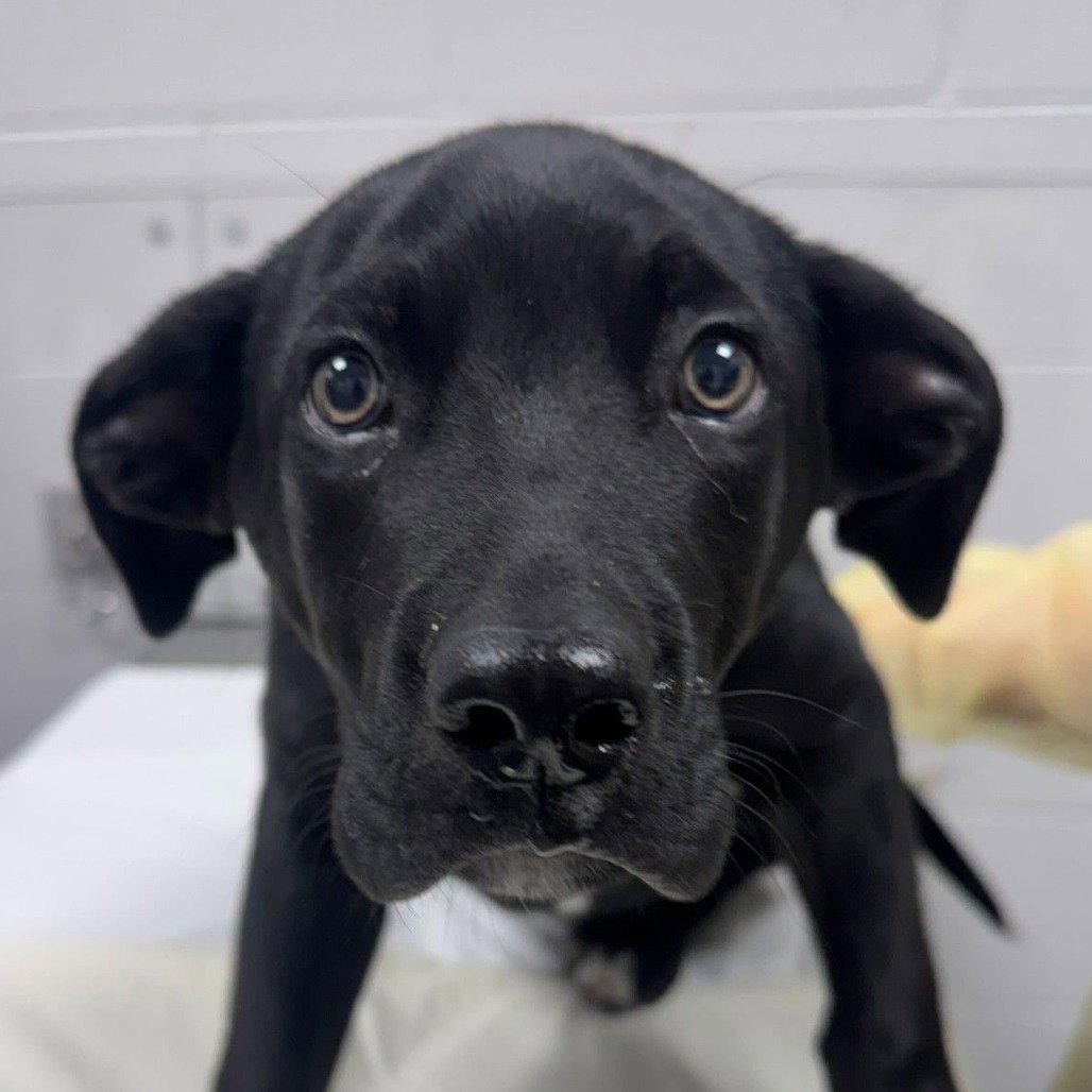 Enlarge Rascal, a Adopted Labrador Retriever in New Castle, DE image 1/1