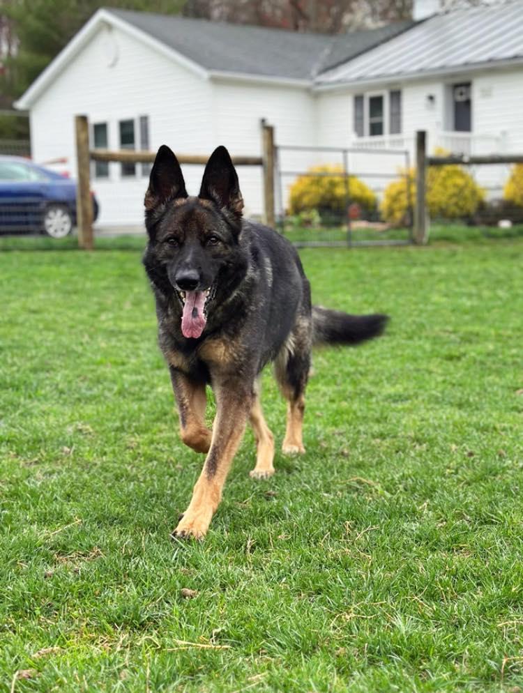 Farah, Adoptable, Adult Female German Shepherd Dog.