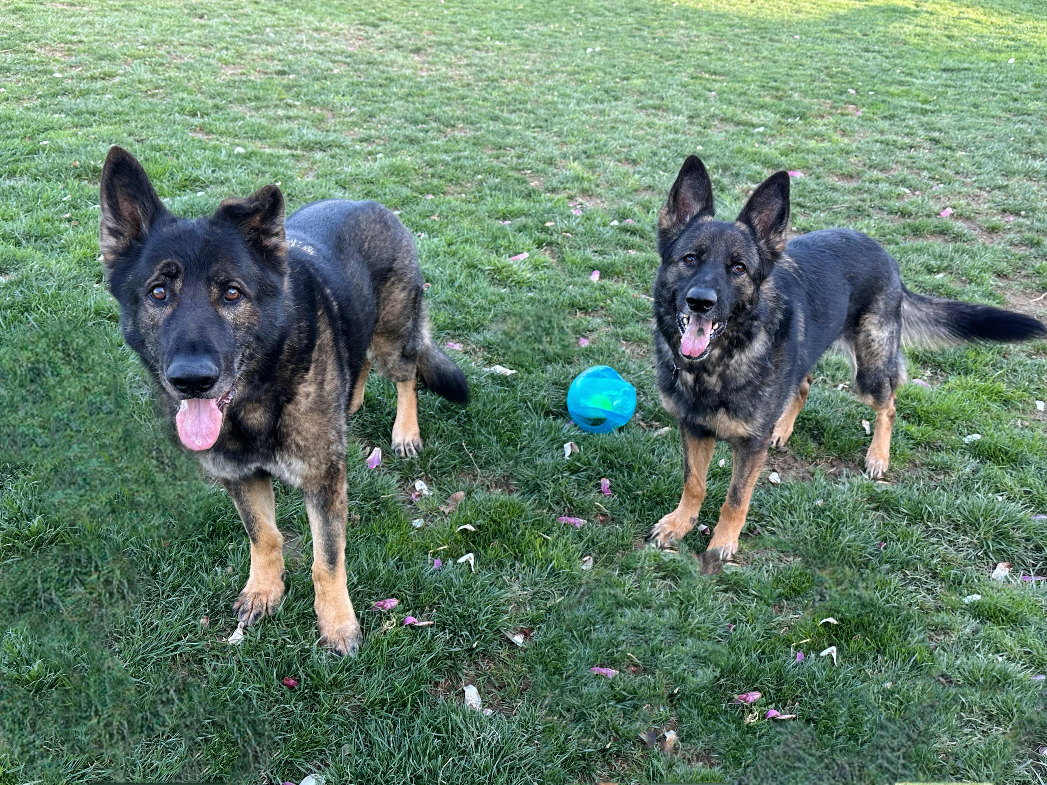Enlarge Farah, a Adoptable German Shepherd Dog in Silver Spring, MD image 5/5