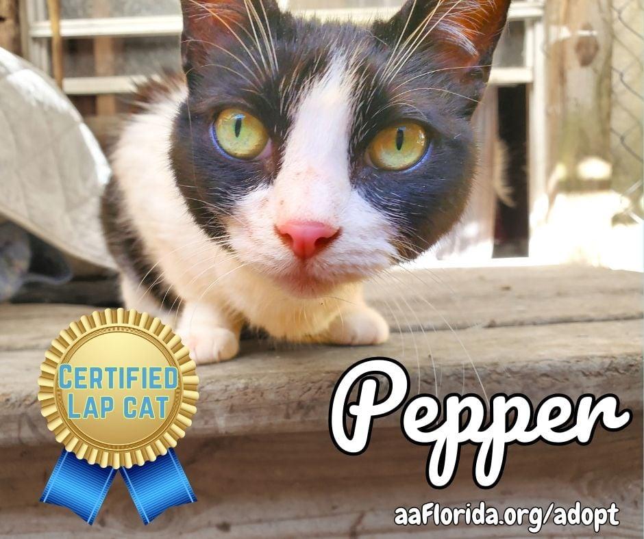 Pepper thumbnail 2