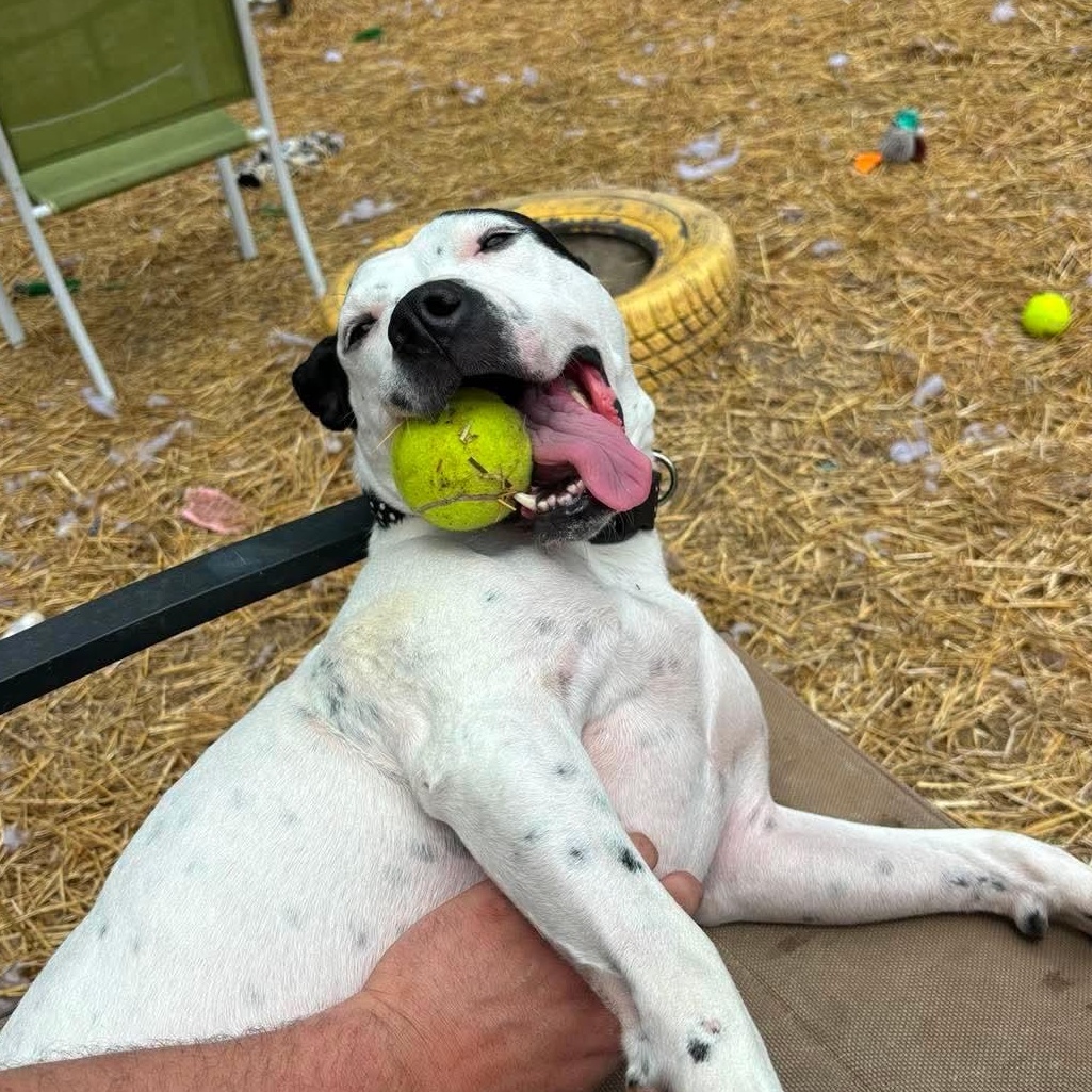 Esme, a Adoptable mixed breed in INDIANAPOLIS, IN image 6/6