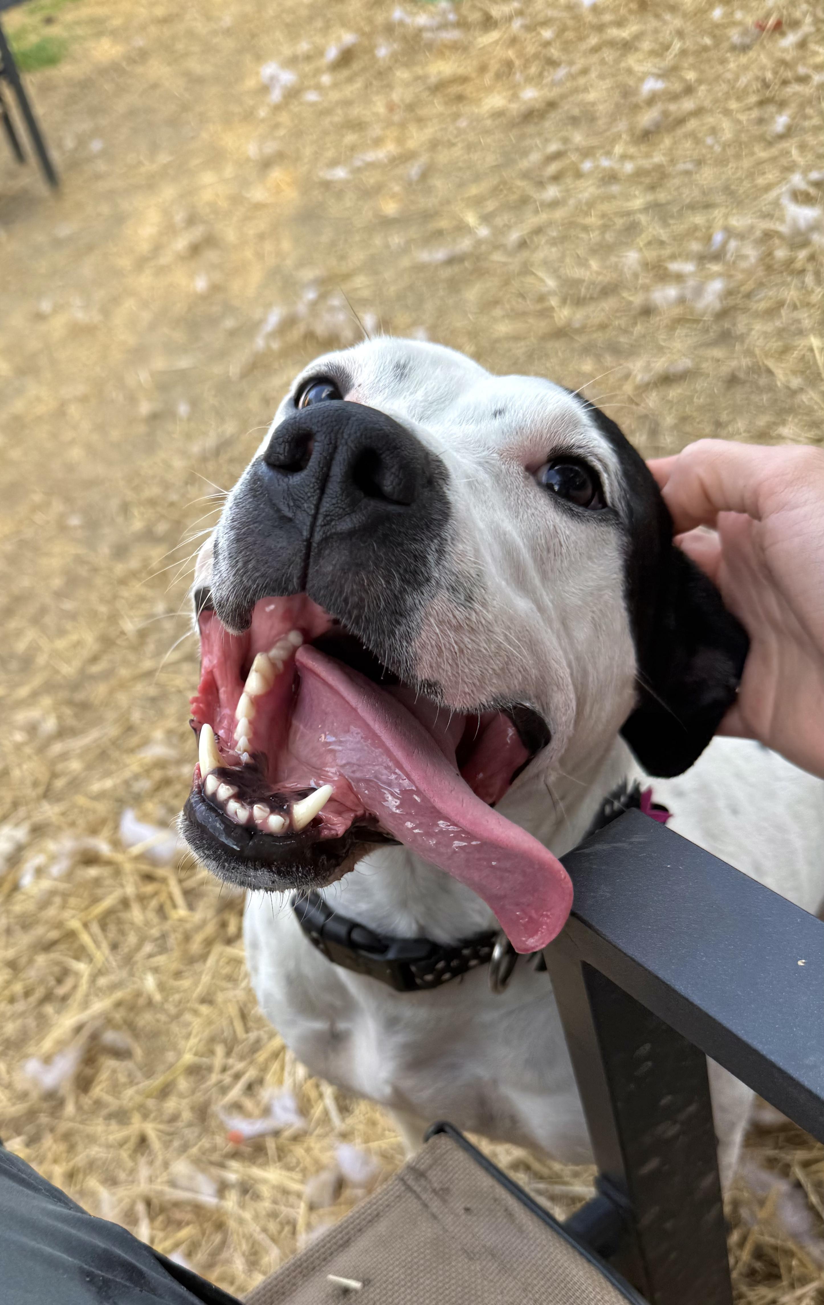 Esmeralda (Esme), Adoptable, Adult Female American Bulldog.