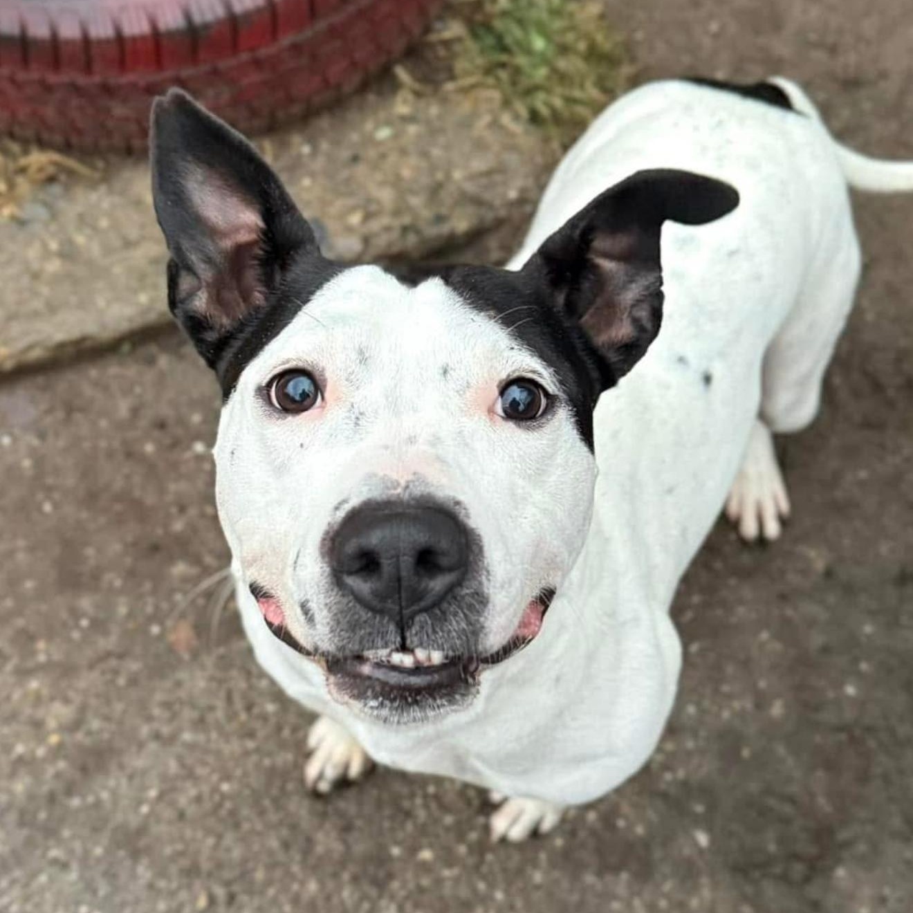 Enlarge Esmeralda, a Adoptable mixed breed in INDIANAPOLIS, IN image 2/6