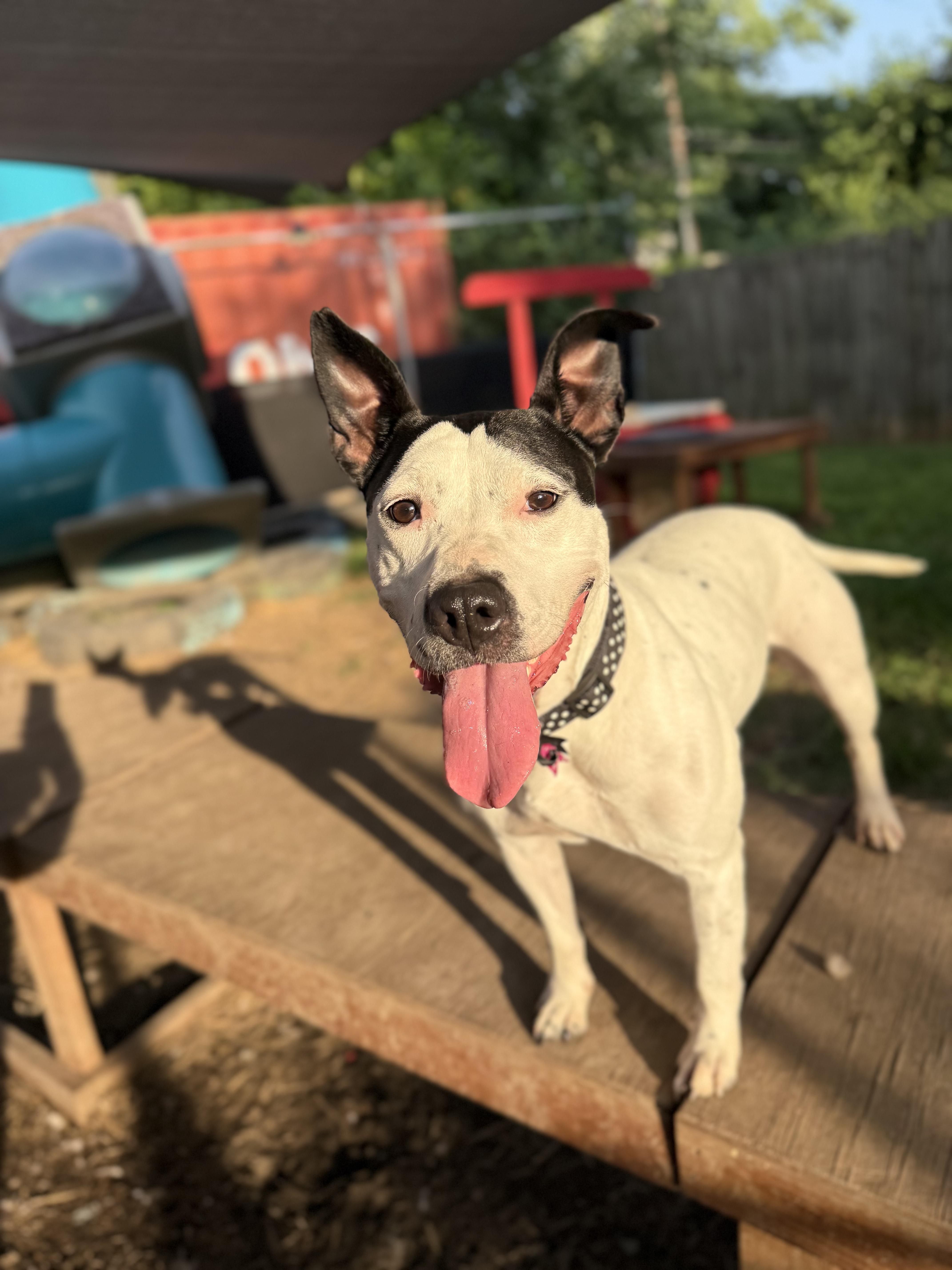 Enlarge Esmeralda, a Adoptable mixed breed in INDIANAPOLIS, IN image 1/6