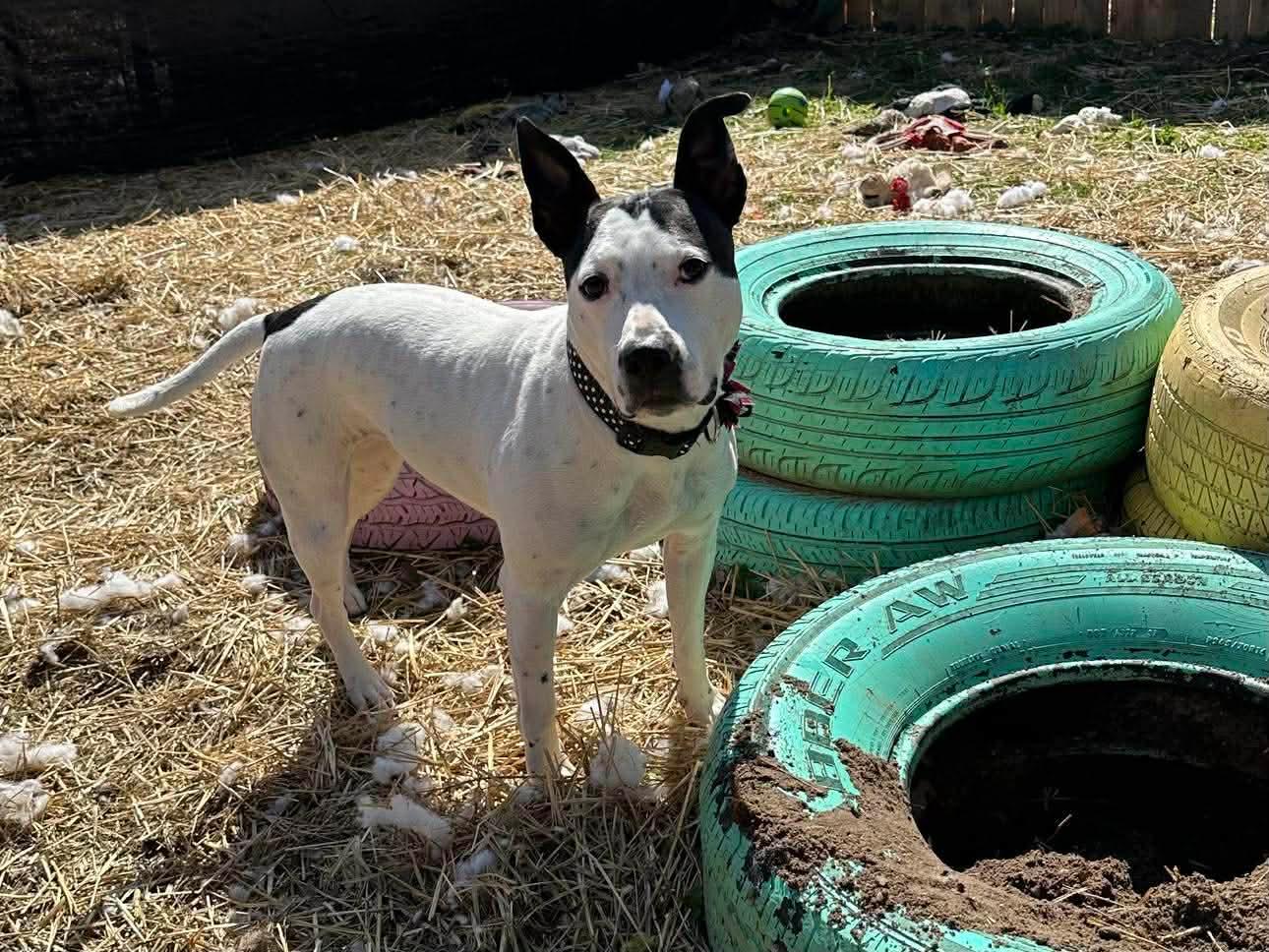 Enlarge Esmeralda, a Adoptable mixed breed in INDIANAPOLIS, IN image 4/6