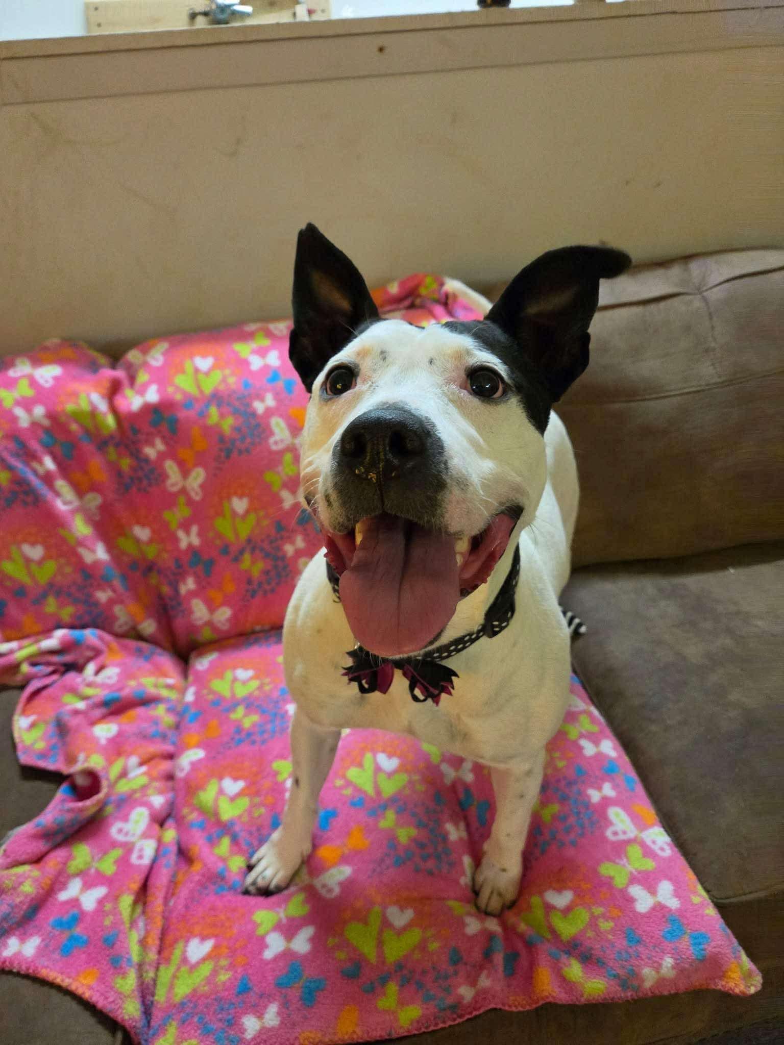 Esme, a Adoptable mixed breed in INDIANAPOLIS, IN image 2/6