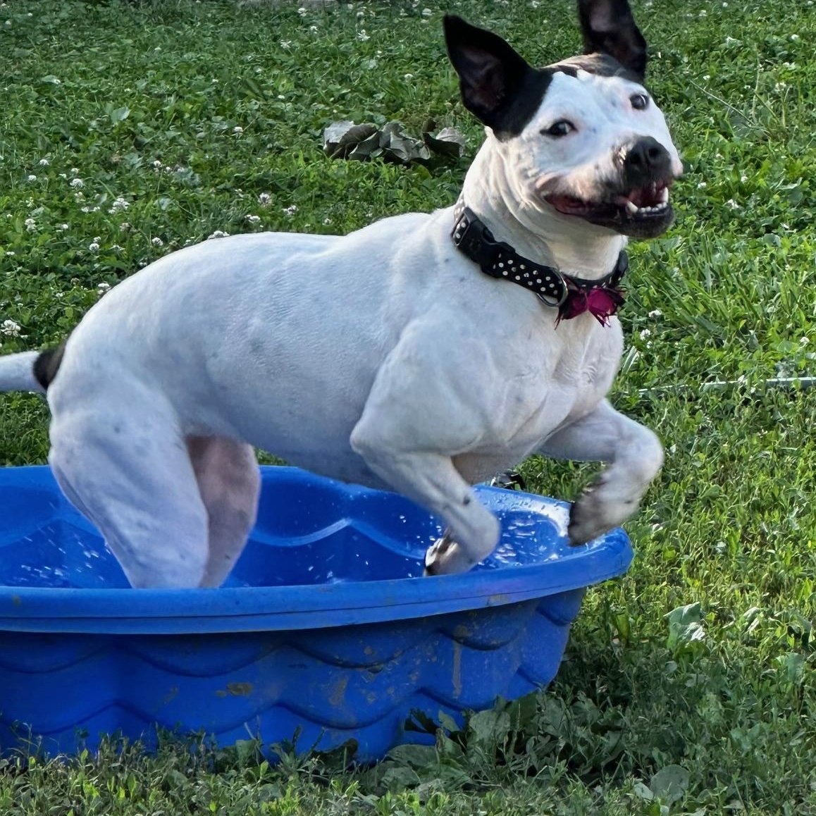 Enlarge Esmeralda, a Adoptable mixed breed in INDIANAPOLIS, IN image 3/6