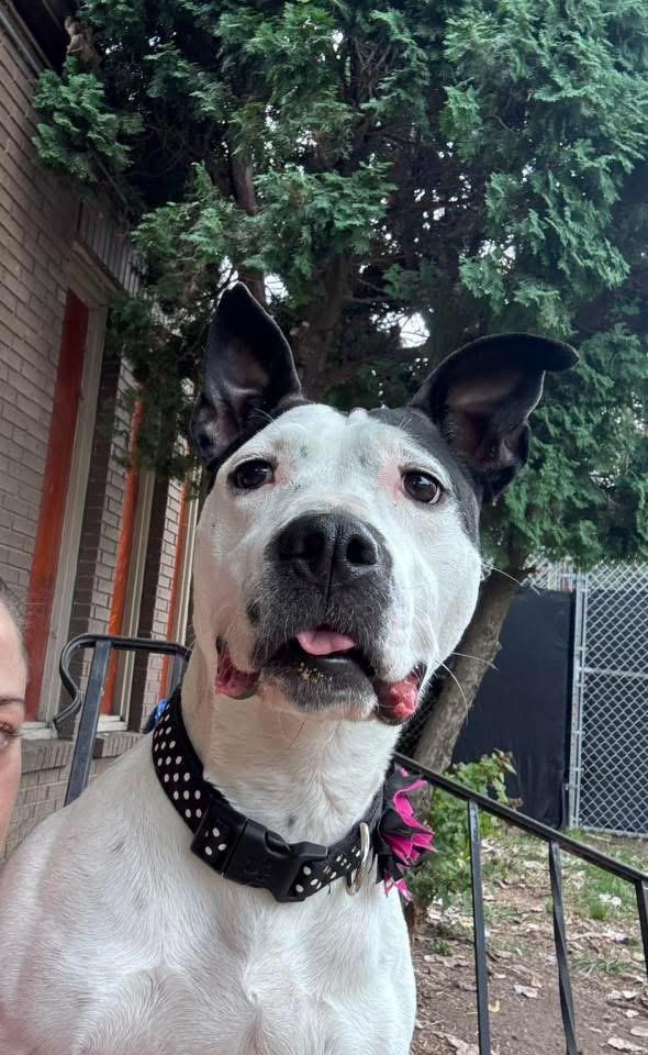 Enlarge Esmeralda, a Adoptable mixed breed in INDIANAPOLIS, IN image 4/6