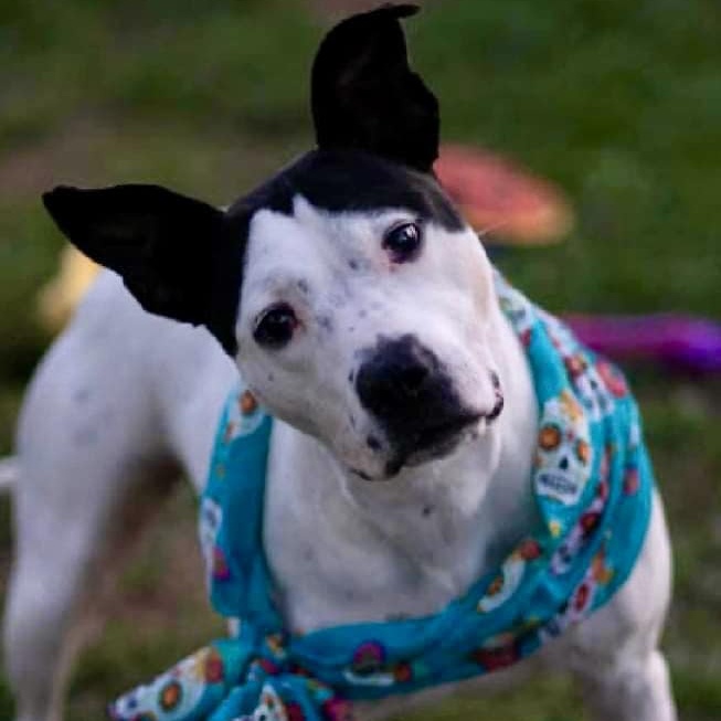 Enlarge Esmeralda, a Adoptable mixed breed in INDIANAPOLIS, IN image 6/6