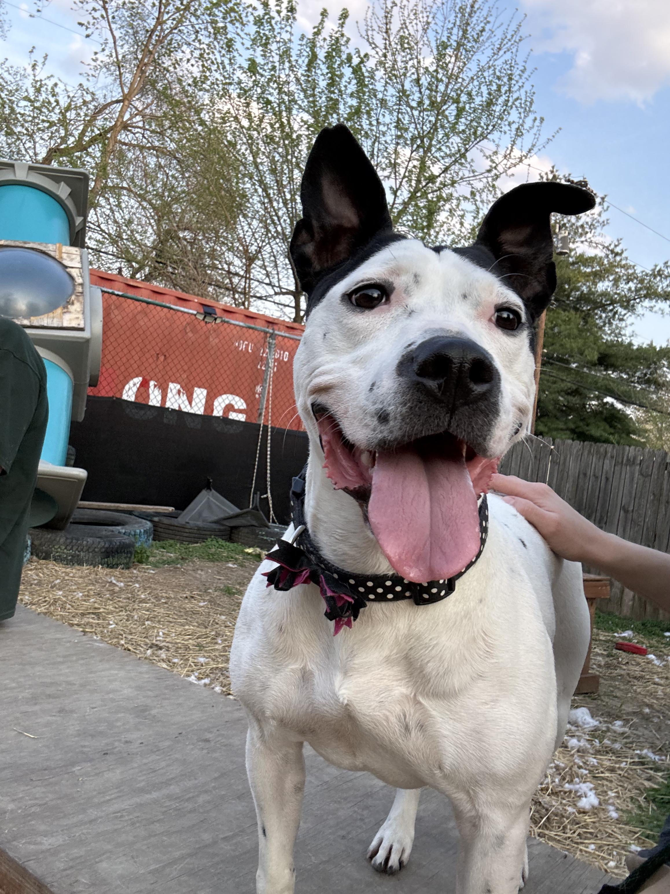 Esme, Adoptable, Adult Female American Bulldog.