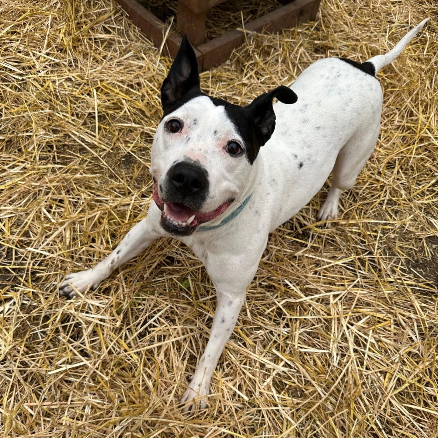 Enlarge Esmeralda, a Adoptable mixed breed in INDIANAPOLIS, IN image 4/6