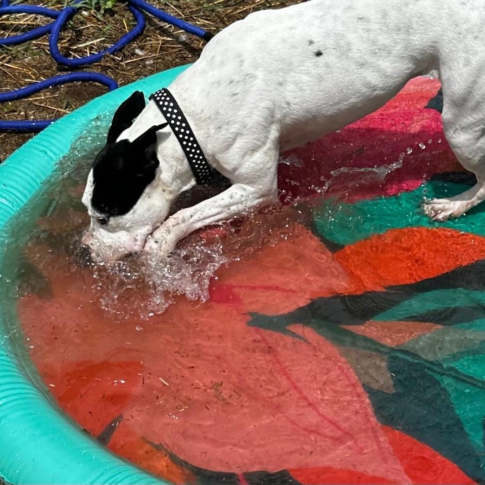 Enlarge Esmeralda, a Adoptable mixed breed in INDIANAPOLIS, IN image 5/6