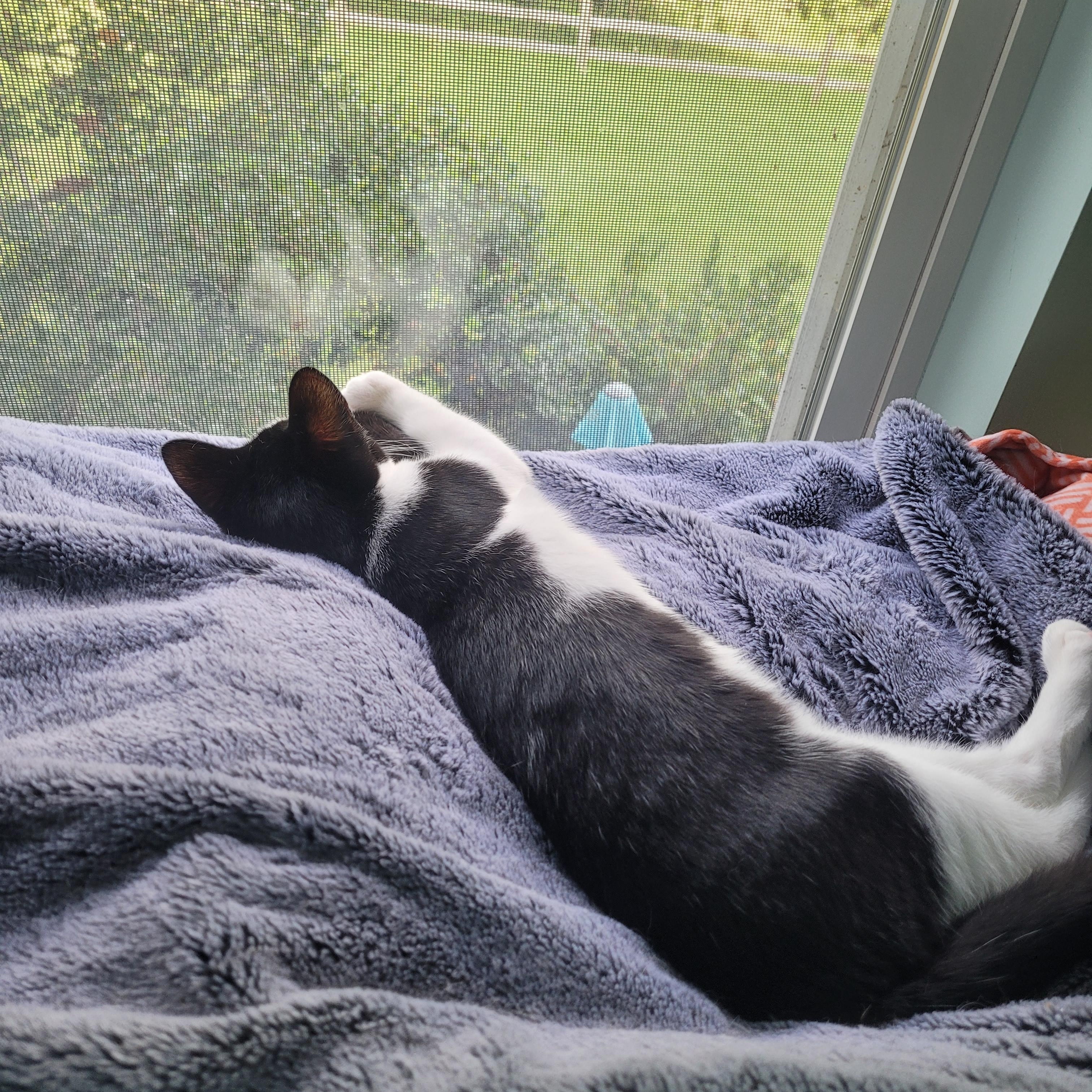 Enlarge Truffle, a ADOPTABLE American Shorthair in Mount Pleasant, SC image 2/2
