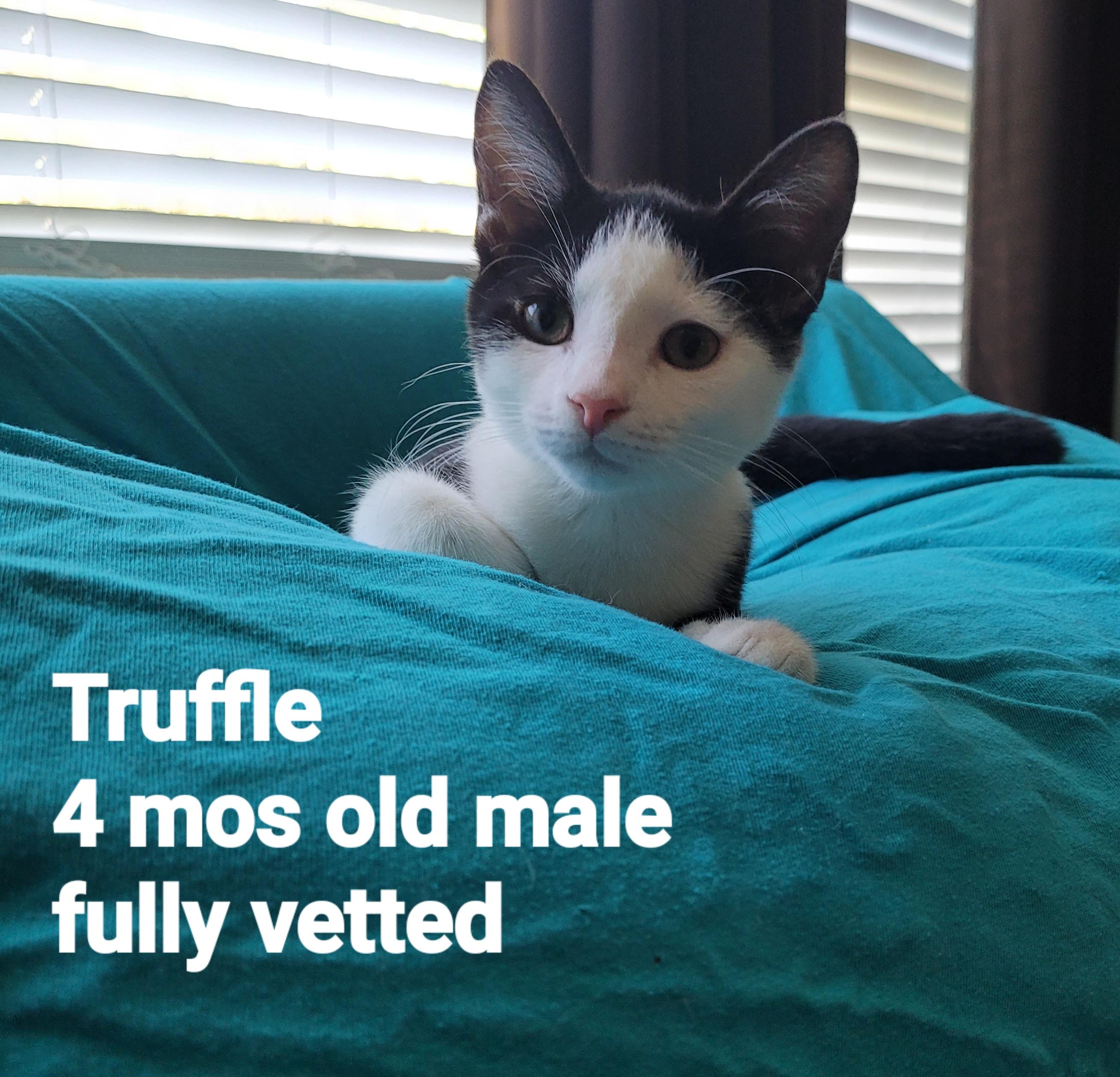 Truffle, ADOPTABLE, Young Male American Shorthair.