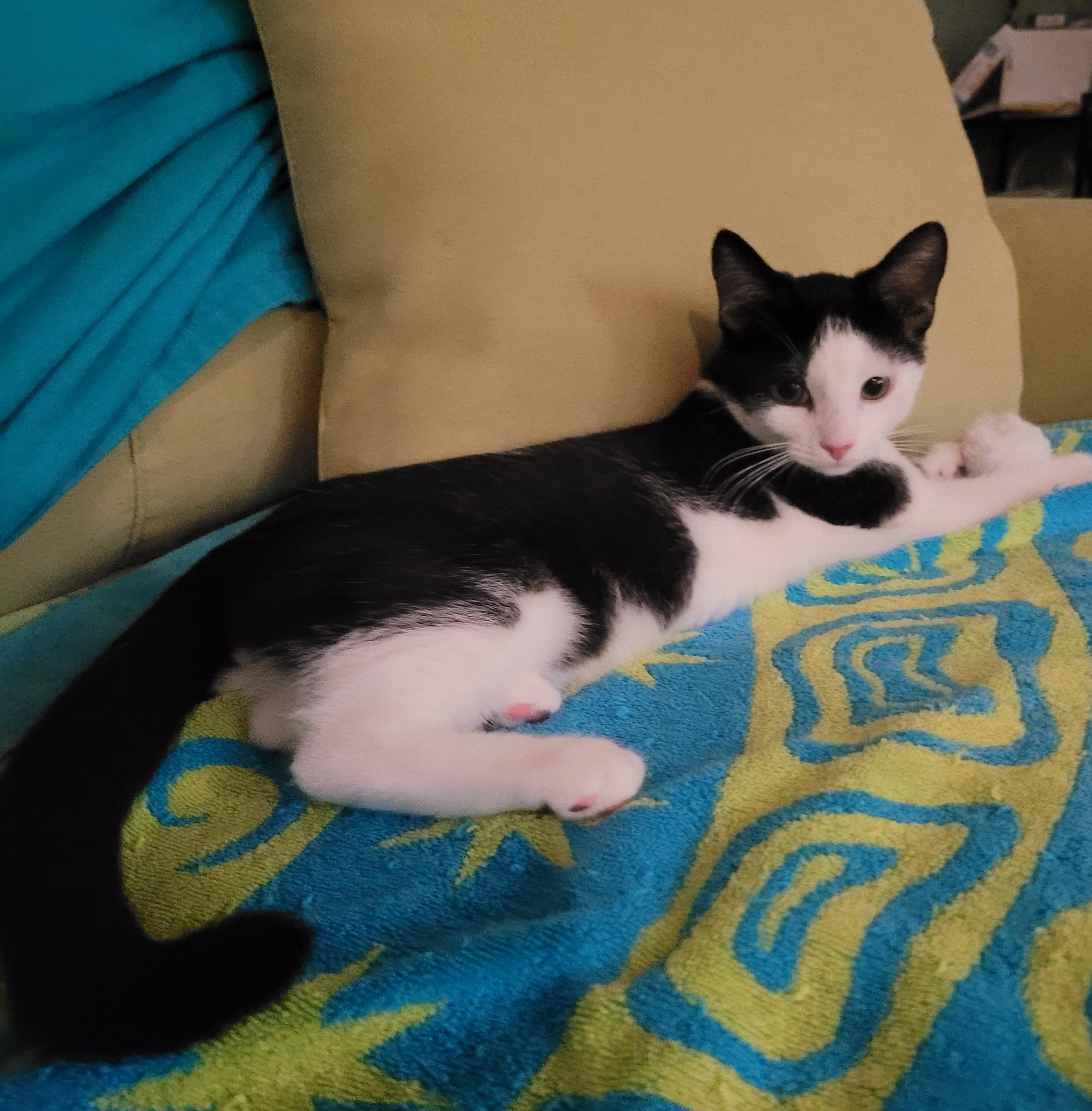 Truffle, ADOPTABLE, Young Male American Shorthair.