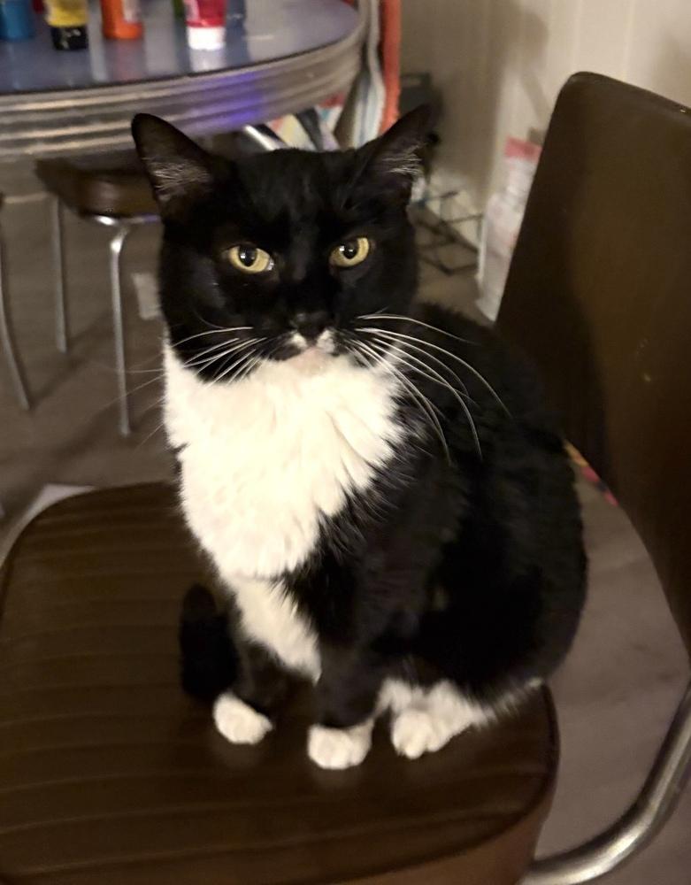 Enlarge Cabernet, a Adoptable mixed breed in Bend, OR image 1/2