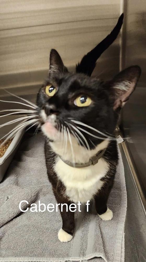 Enlarge Cabernet, a Adoptable mixed breed in Bend, OR image 2/2