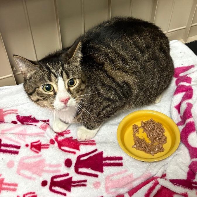 Enlarge Harvey, a Adoptable Domestic Short Hair in Las Vegas, NV image 1/4