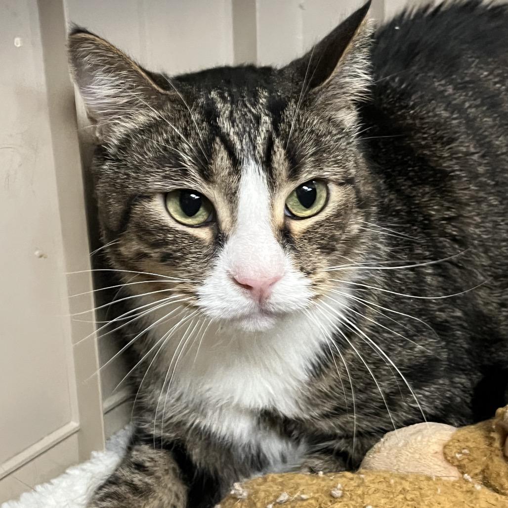 Enlarge Harvey, a Adoptable Domestic Short Hair in Las Vegas, NV image 2/4