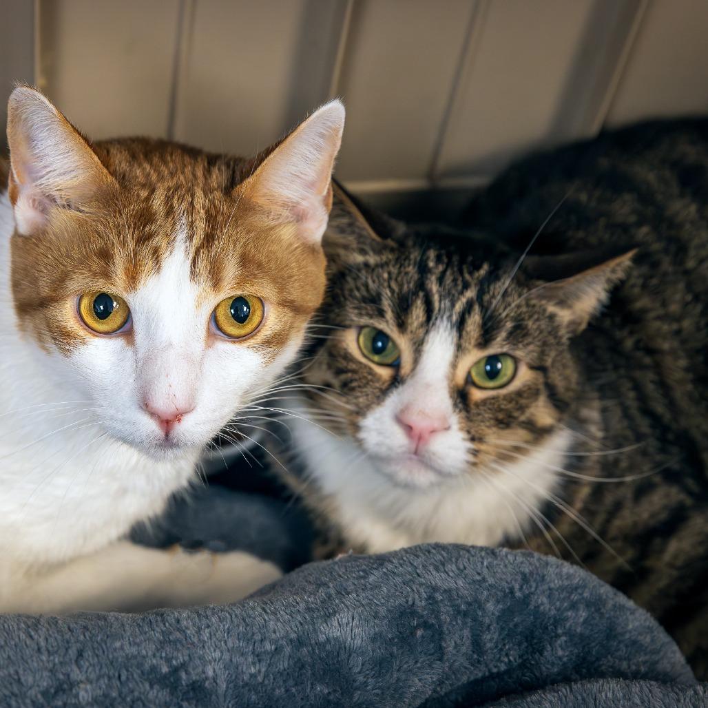 Enlarge Harvey, a Adoptable Domestic Short Hair in Las Vegas, NV image 3/4