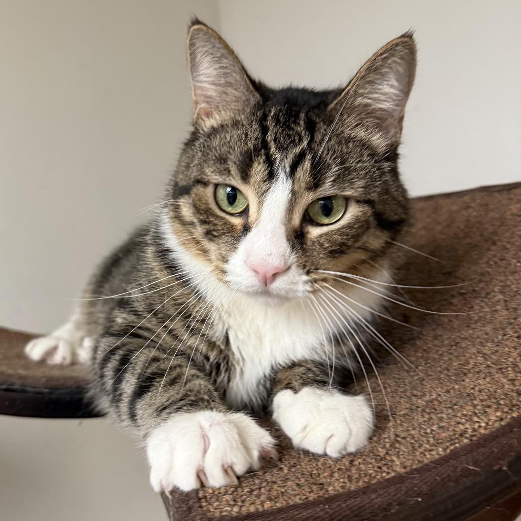 Enlarge Harvey, a Adoptable Domestic Short Hair in Las Vegas, NV image 4/4