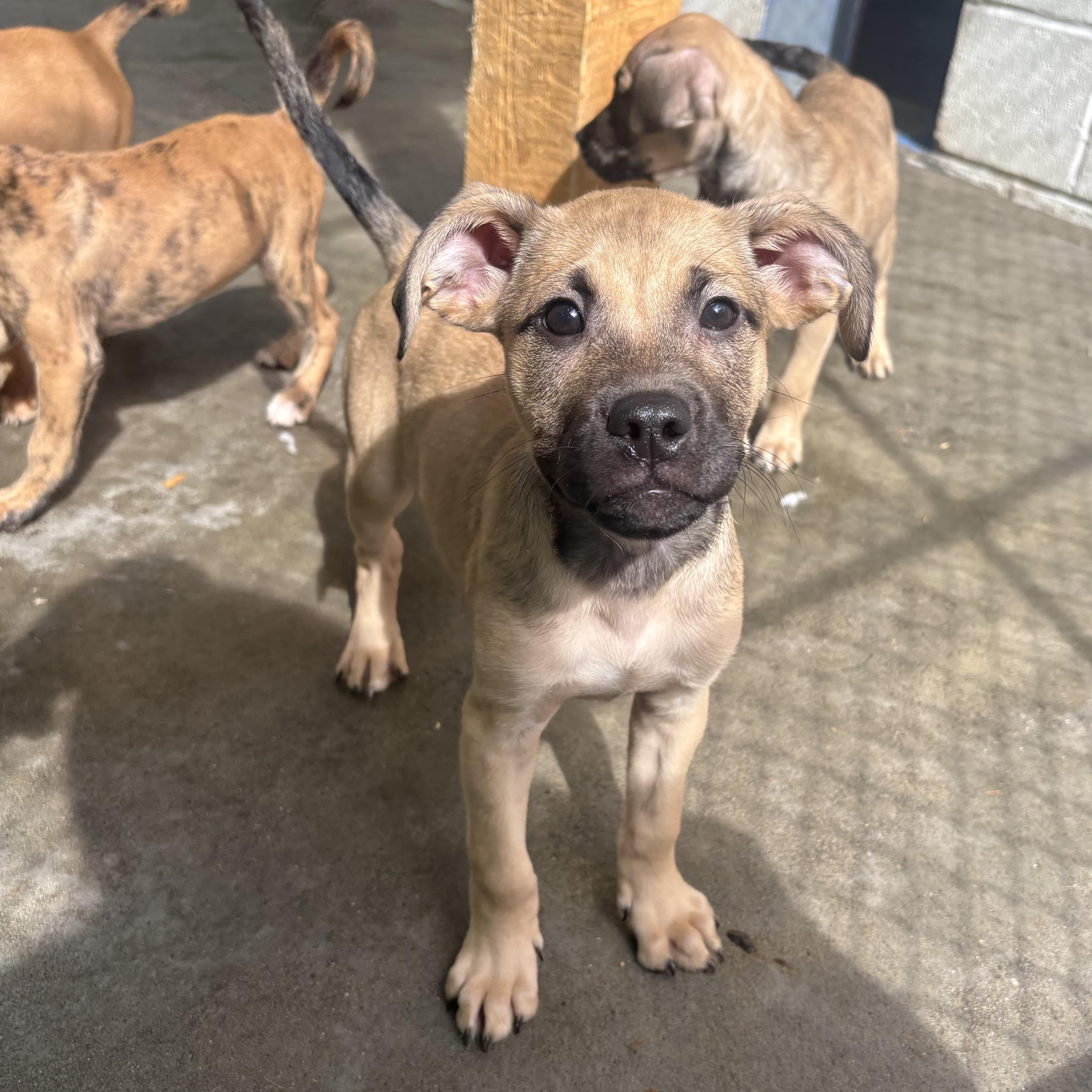 Rascal, Radar, Rebel, and Ruby, a ADOPTABLE Mixed Breed in Waynesburg, PA image 6/6