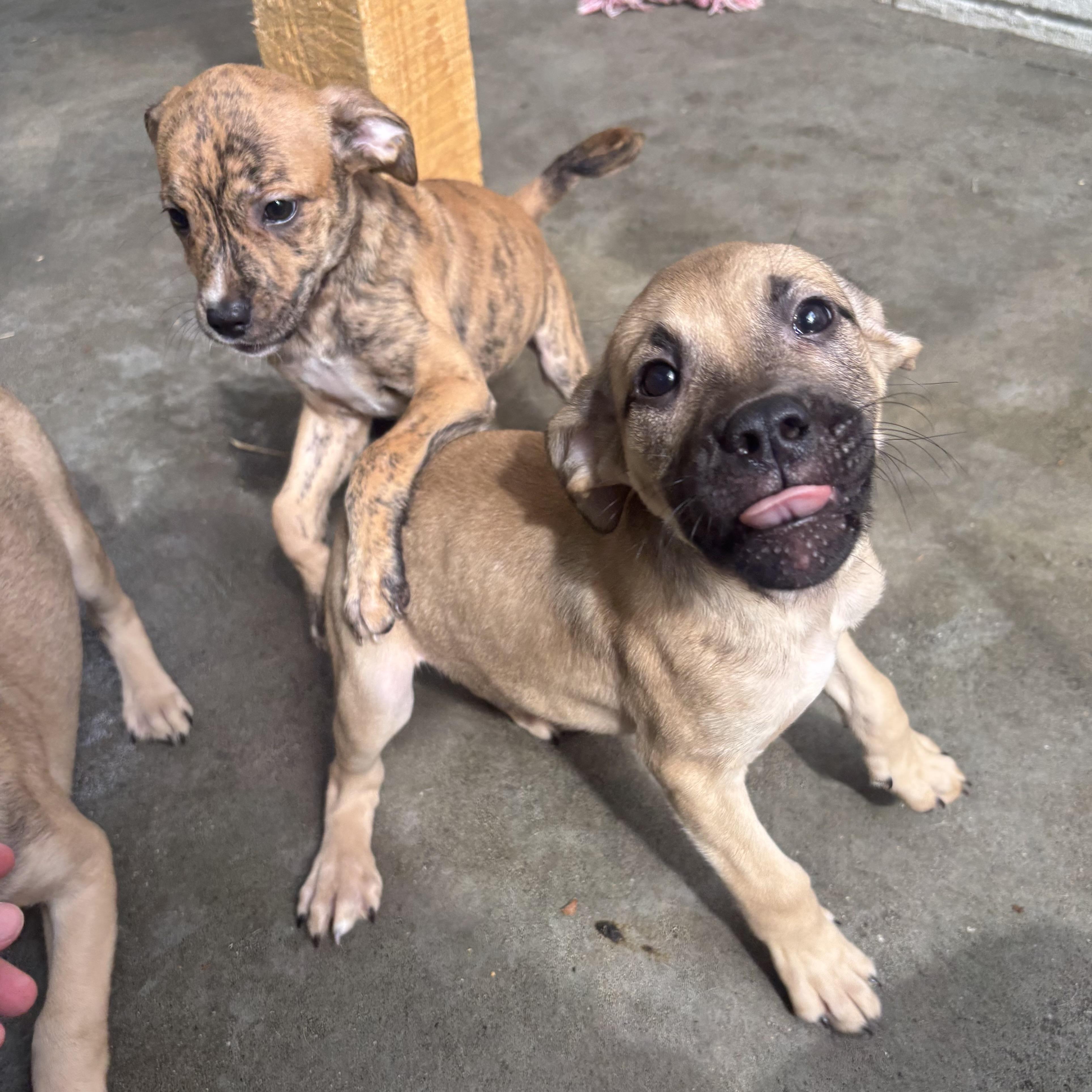 Rascal, Radar, Rebel, and Ruby, a ADOPTABLE Mixed Breed in Waynesburg, PA image 5/6