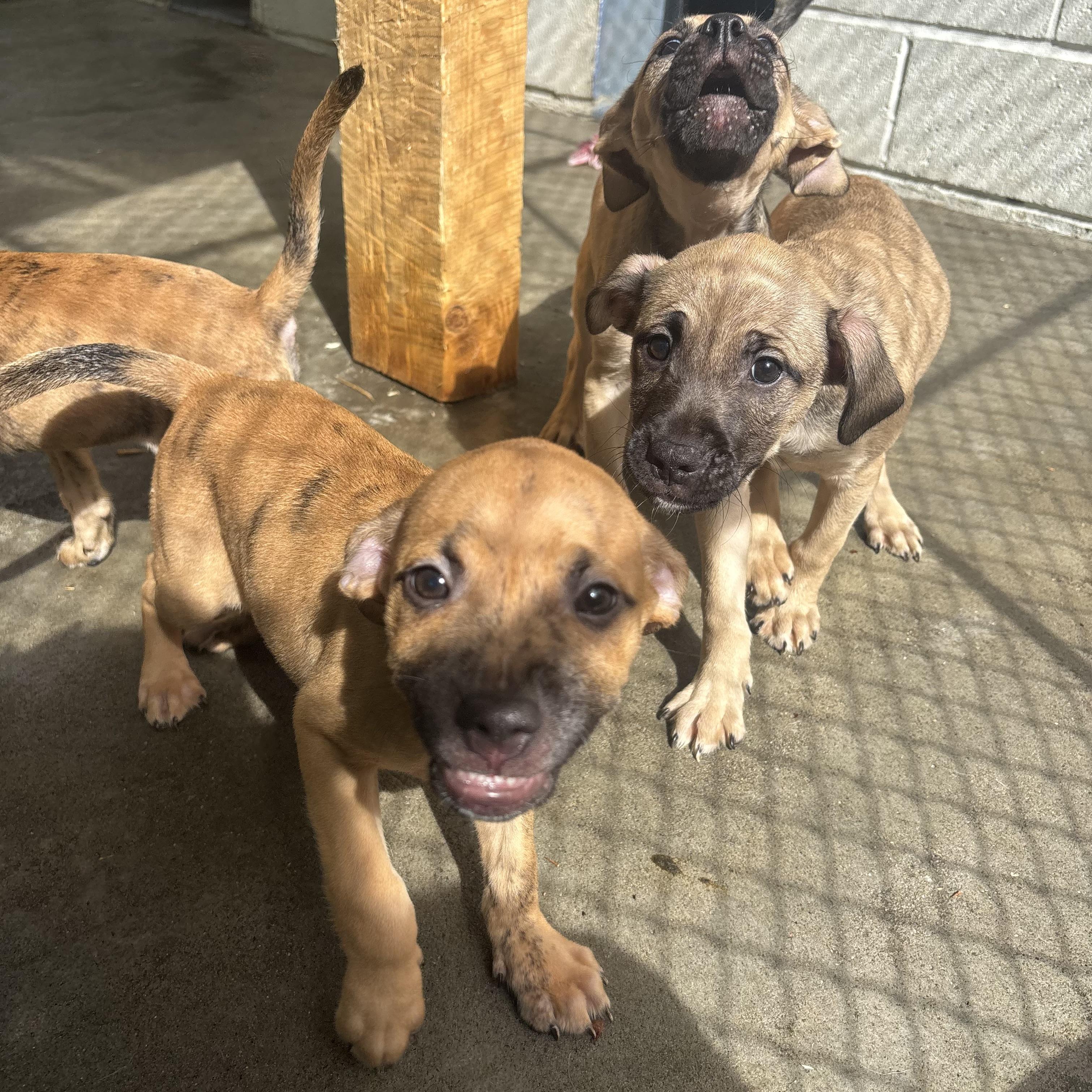 Rascal, Radar, Rebel, and Ruby, a ADOPTABLE Mixed Breed in Waynesburg, PA image 2/6