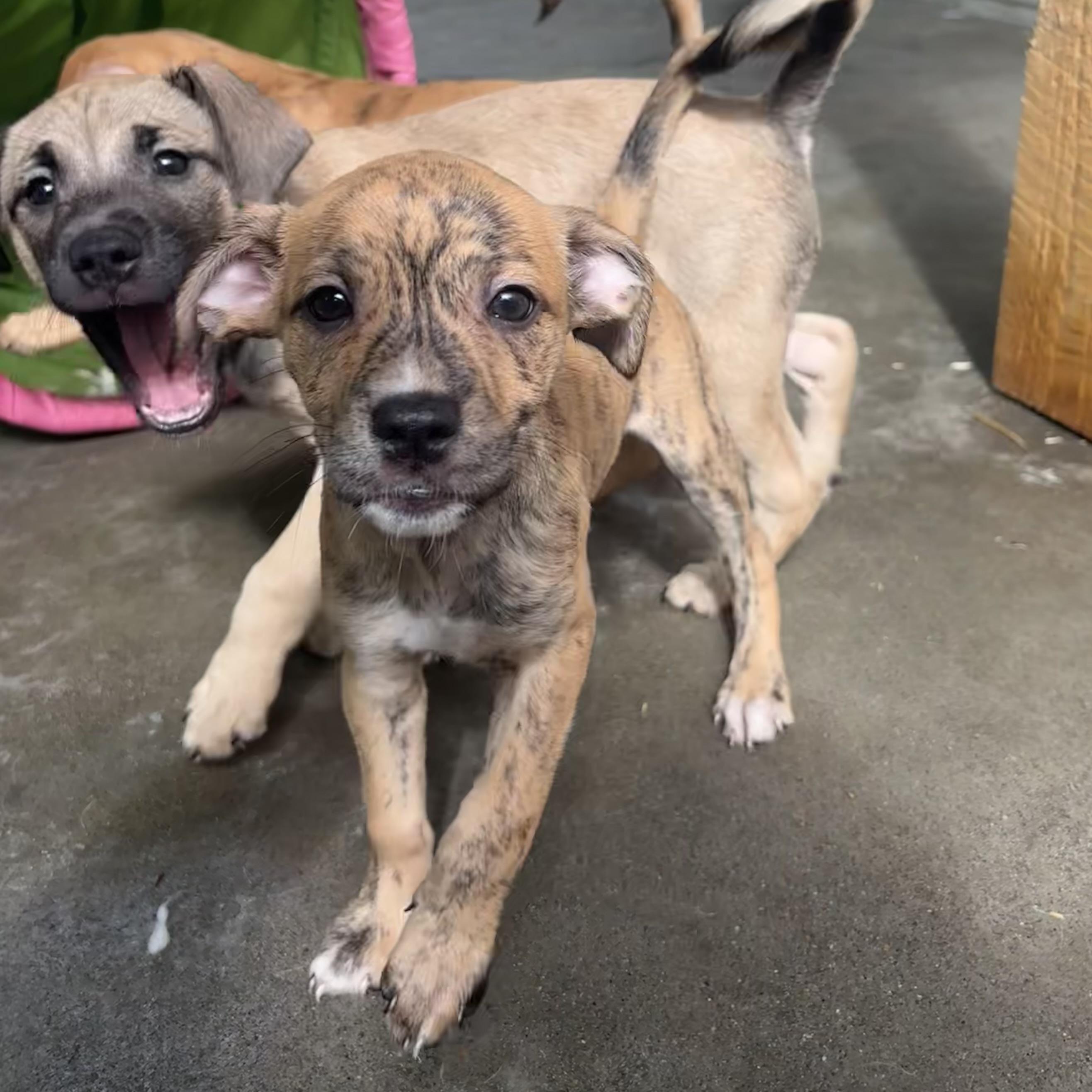 Rascal, Radar, Rebel, and Ruby, a ADOPTABLE Mixed Breed in Waynesburg, PA image 4/6