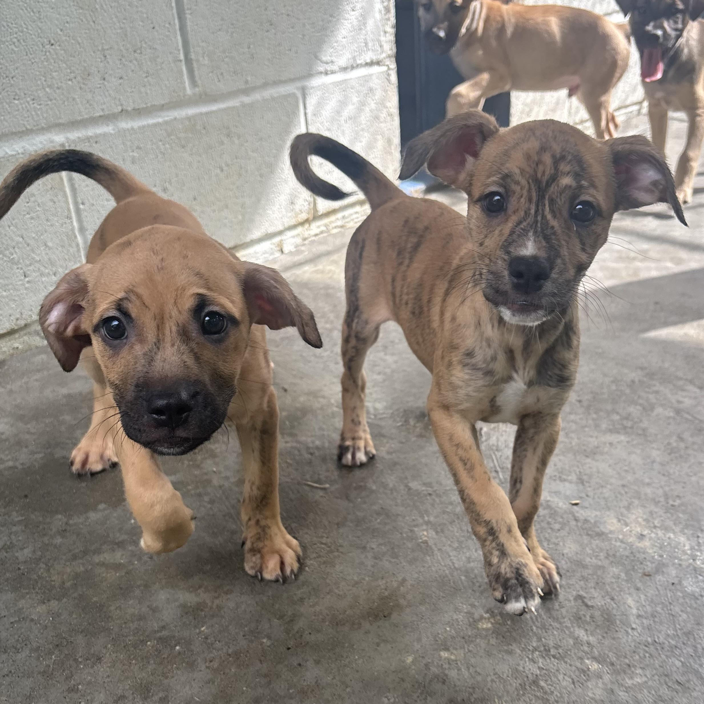 Rascal, Radar, Rebel, and Ruby, a ADOPTABLE Mixed Breed in Waynesburg, PA image 3/6