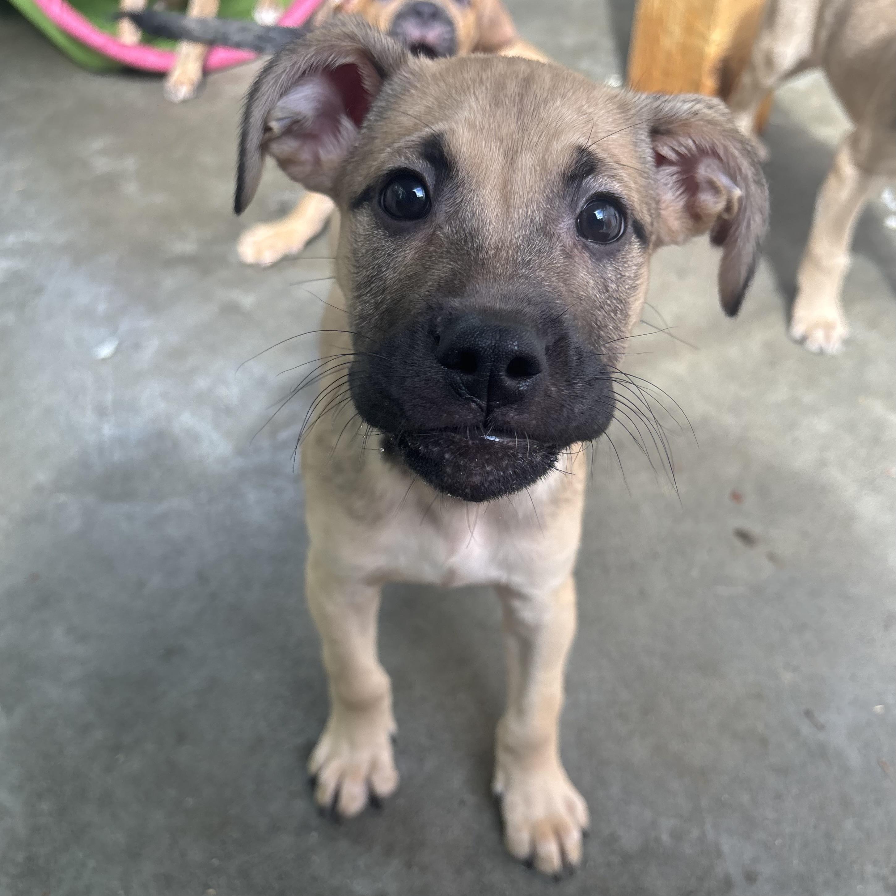 Rascal, Radar, Rebel, and Ruby, ADOPTABLE, Puppy Male Mixed Breed.