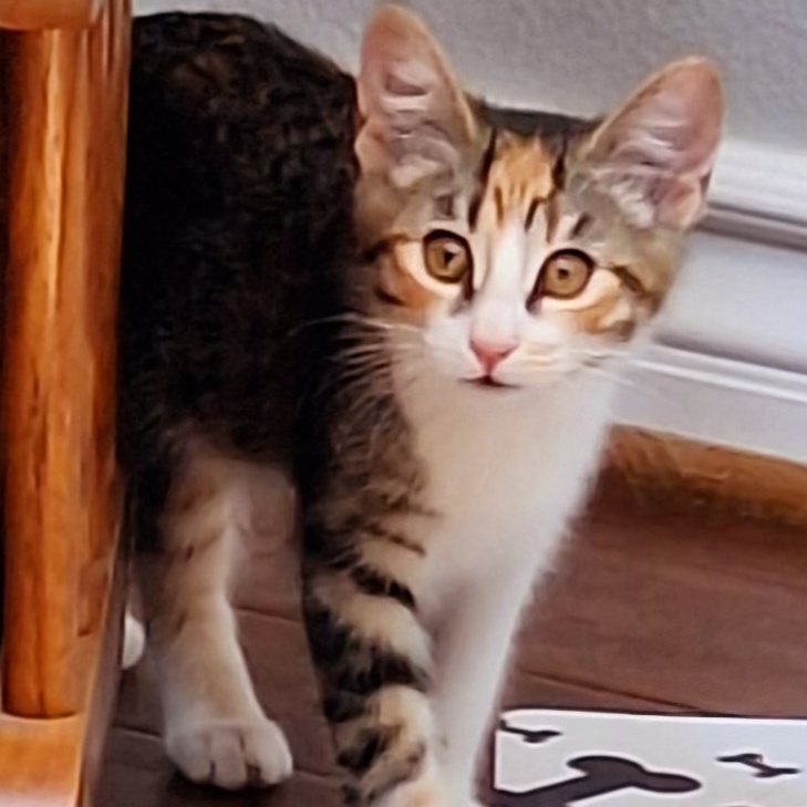 Emerald, a Adopted mixed breed in Palmdale, CA image 2/4