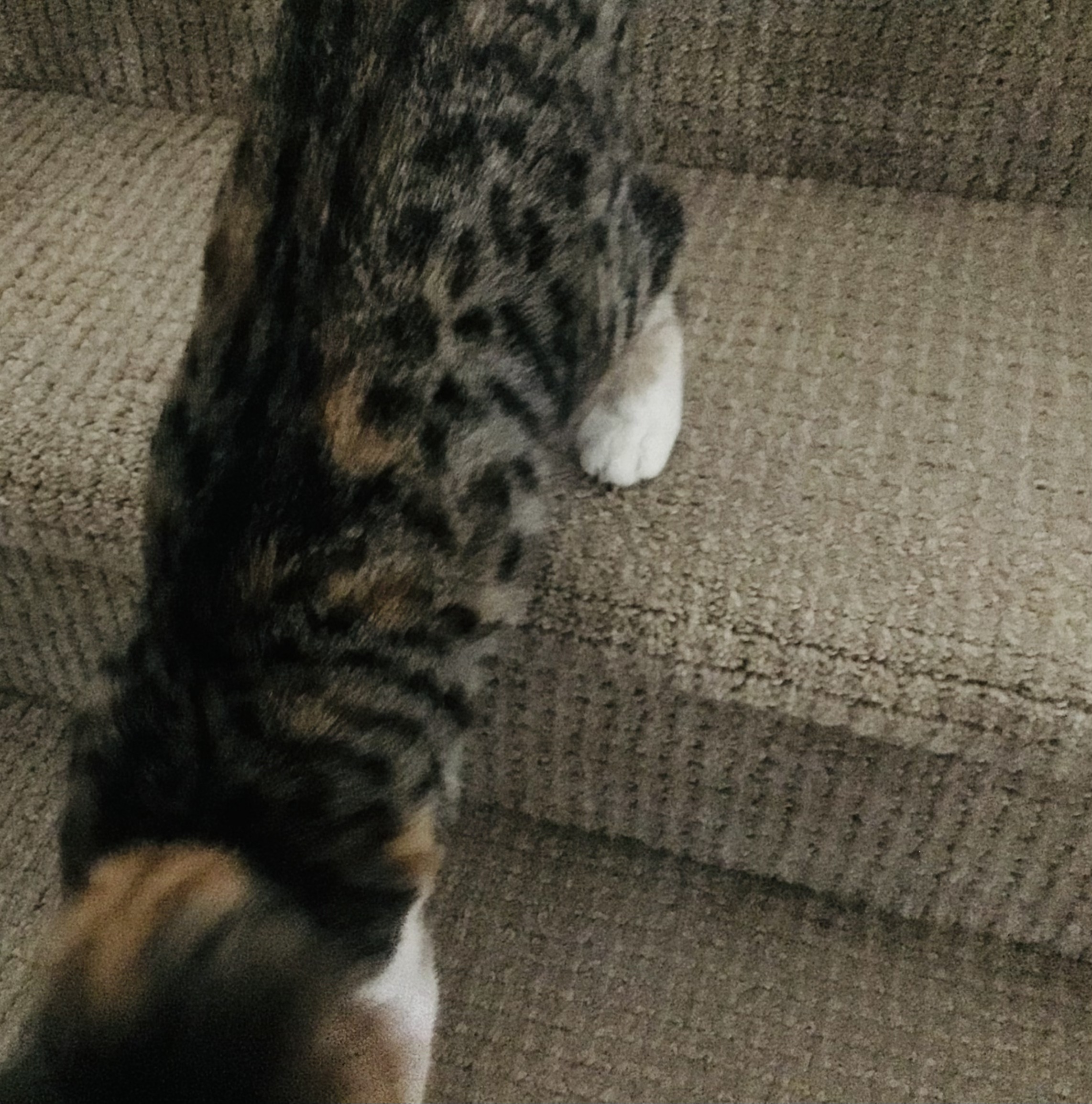 Emerald, a Adopted mixed breed in Palmdale, CA image 3/4